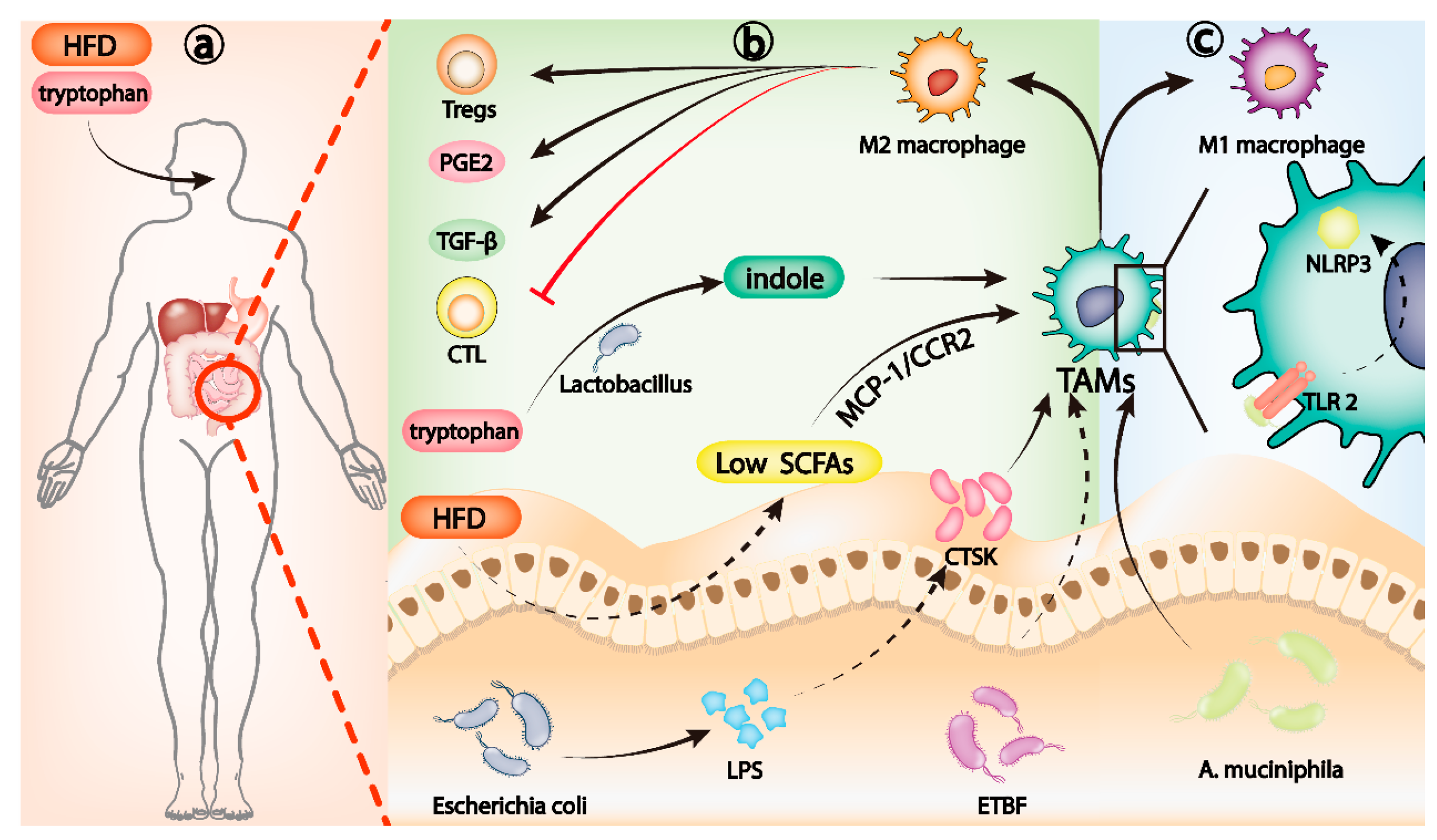 Cancers | Free Full-Text | Gut Microbiota and Tumor Immune Escape 
