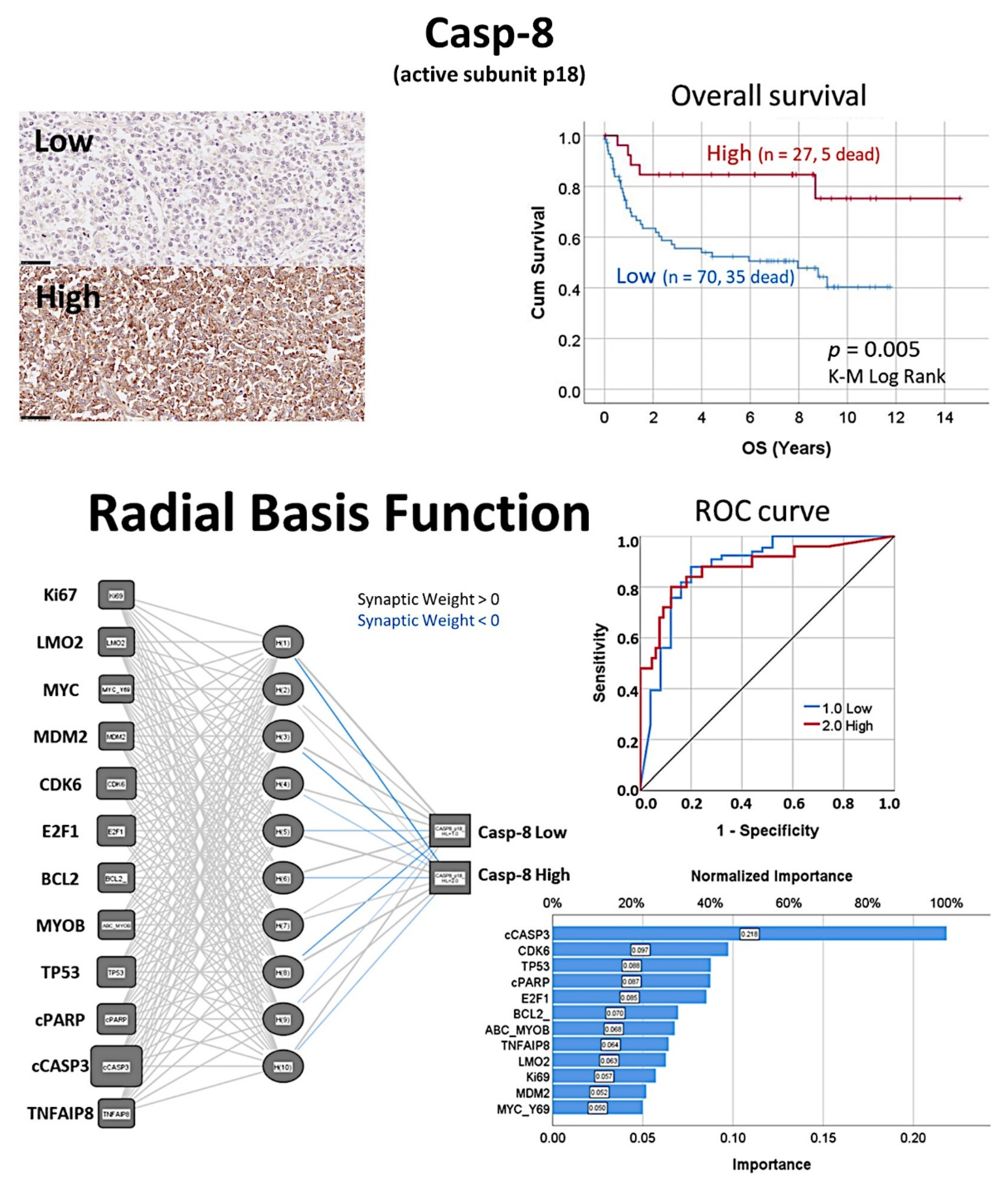 Cancers 14 05318 g013 Cancers 14 05318 g013