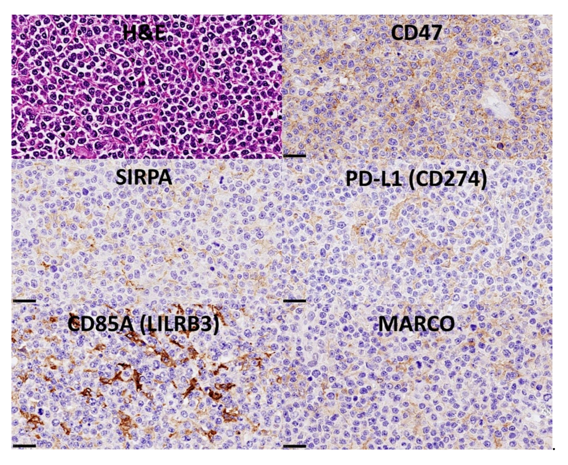 Cancers 14 05318 g017 Cancers 14 05318 g017