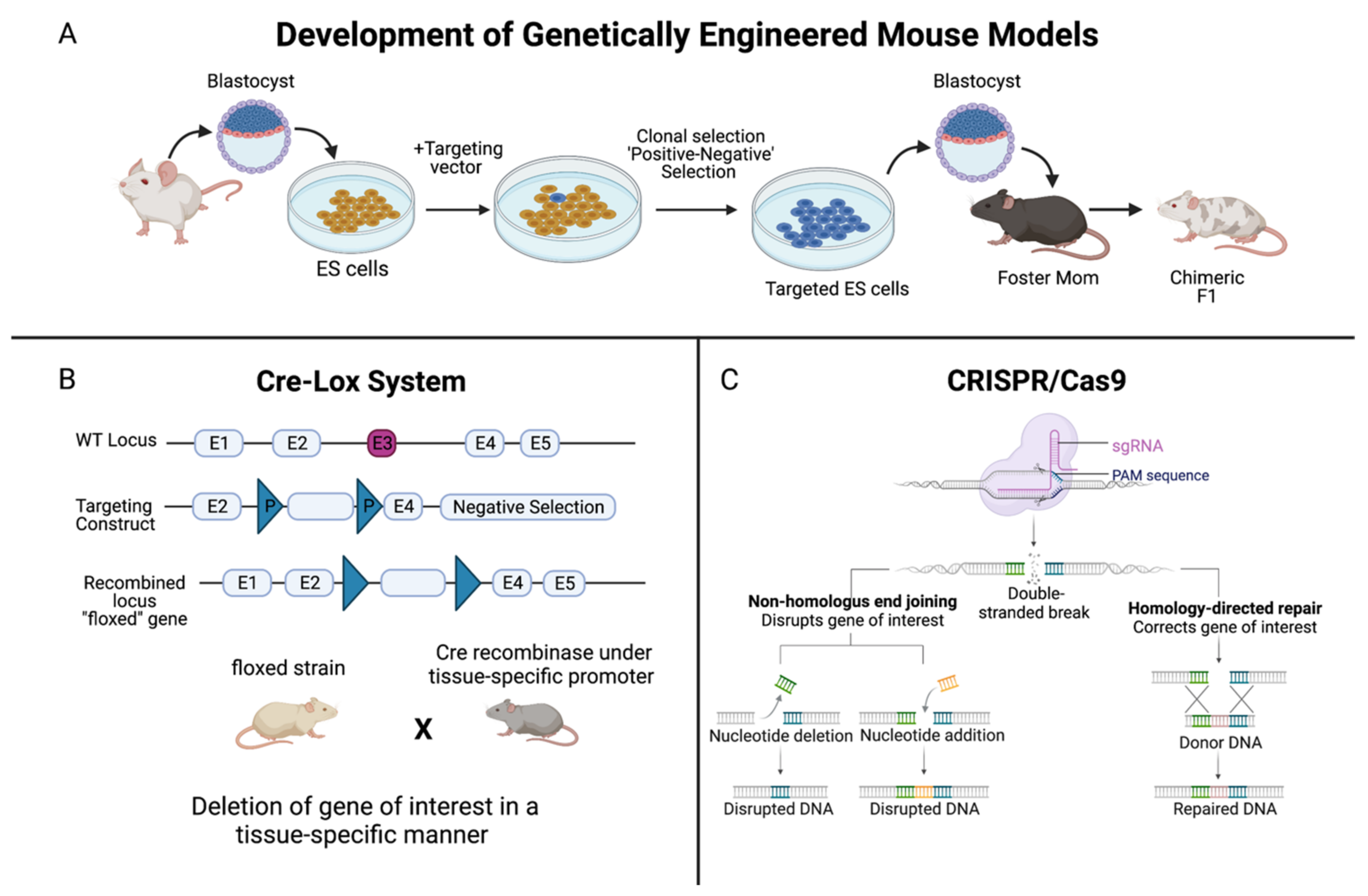 Copy number architectures define treatment-mediated selection of lethal  prostate cancer clones