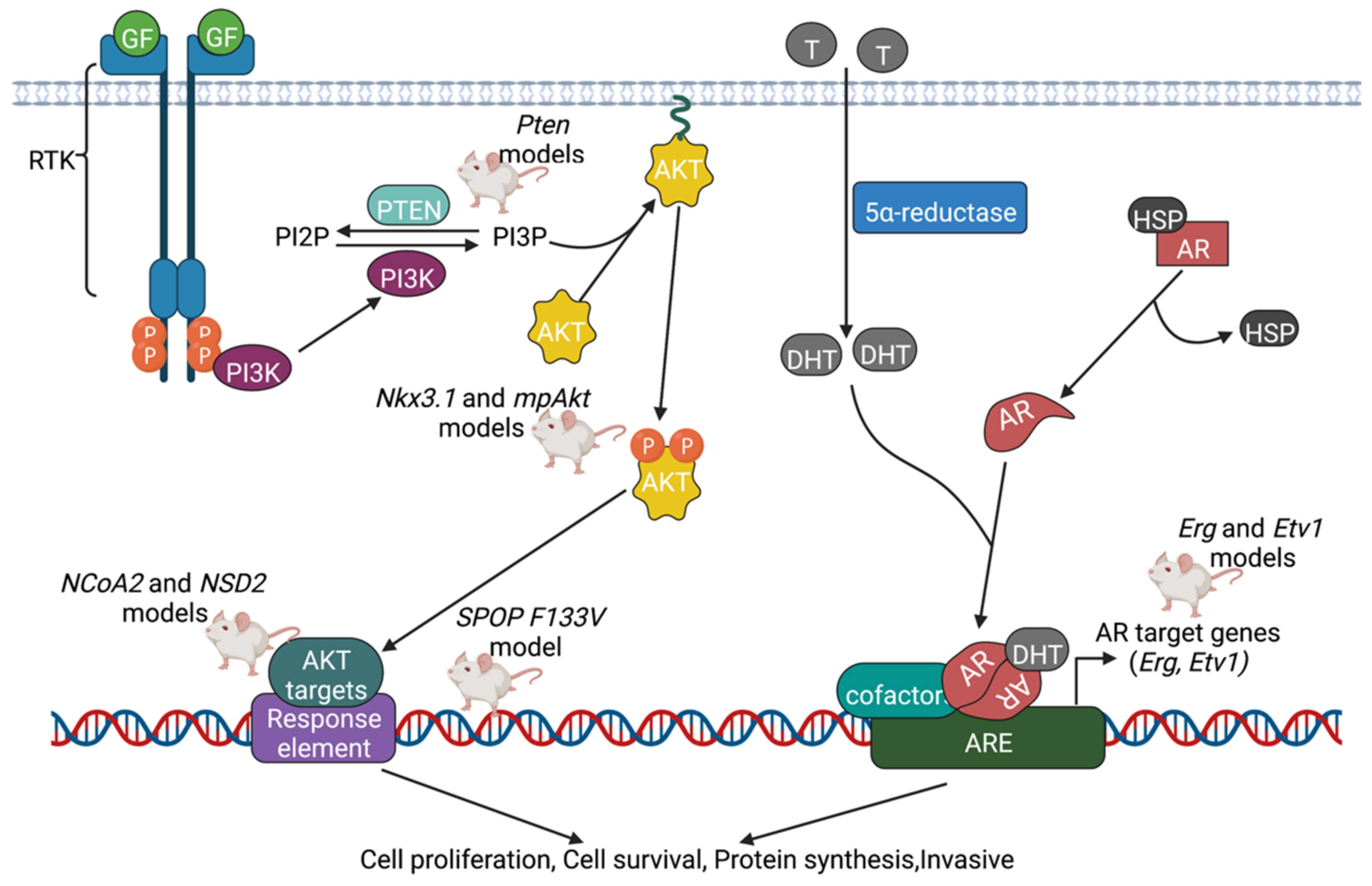 Cancers 14 05321 g003 Cancers 14 05321 g003