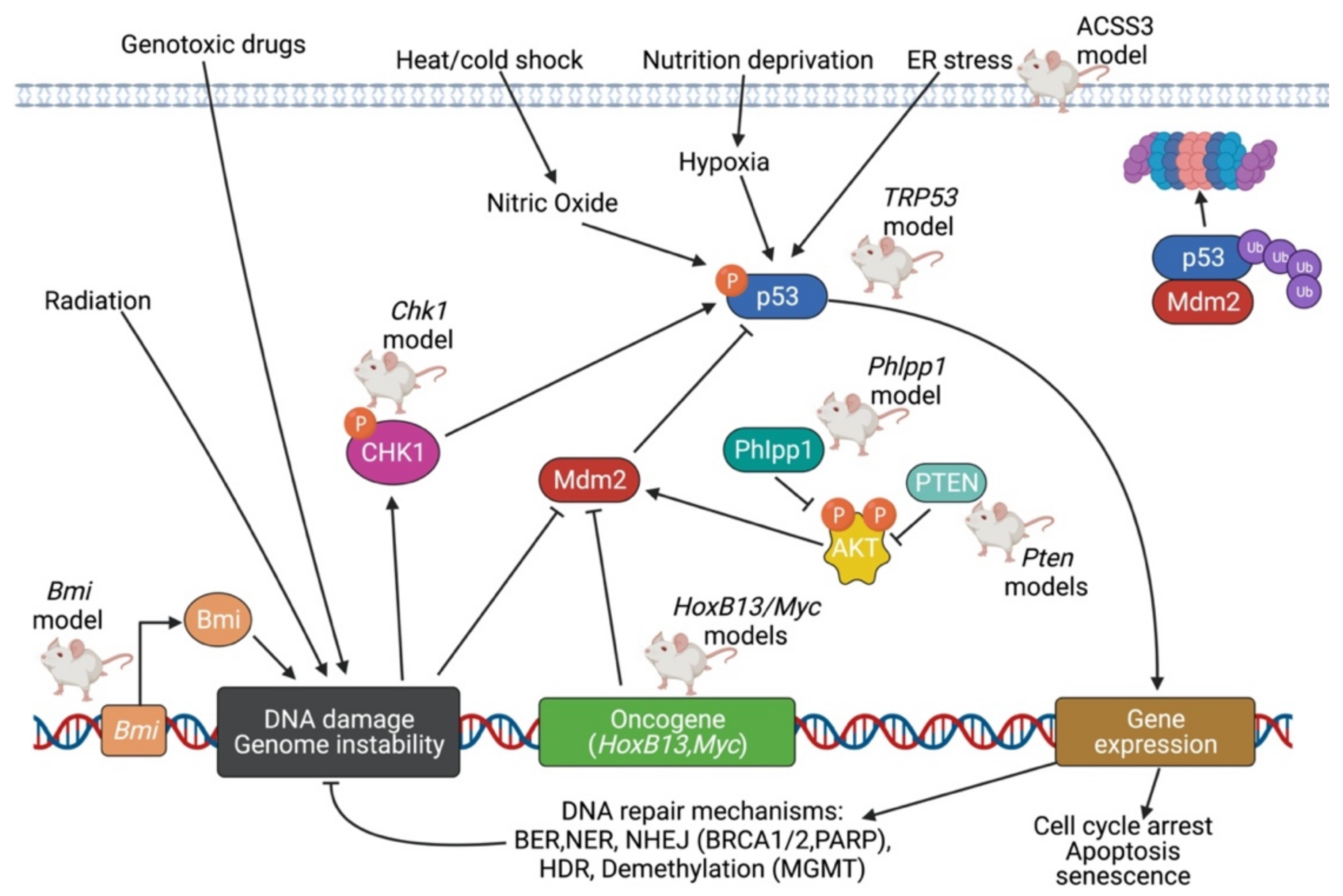Cancers 14 05321 g004 Cancers 14 05321 g004