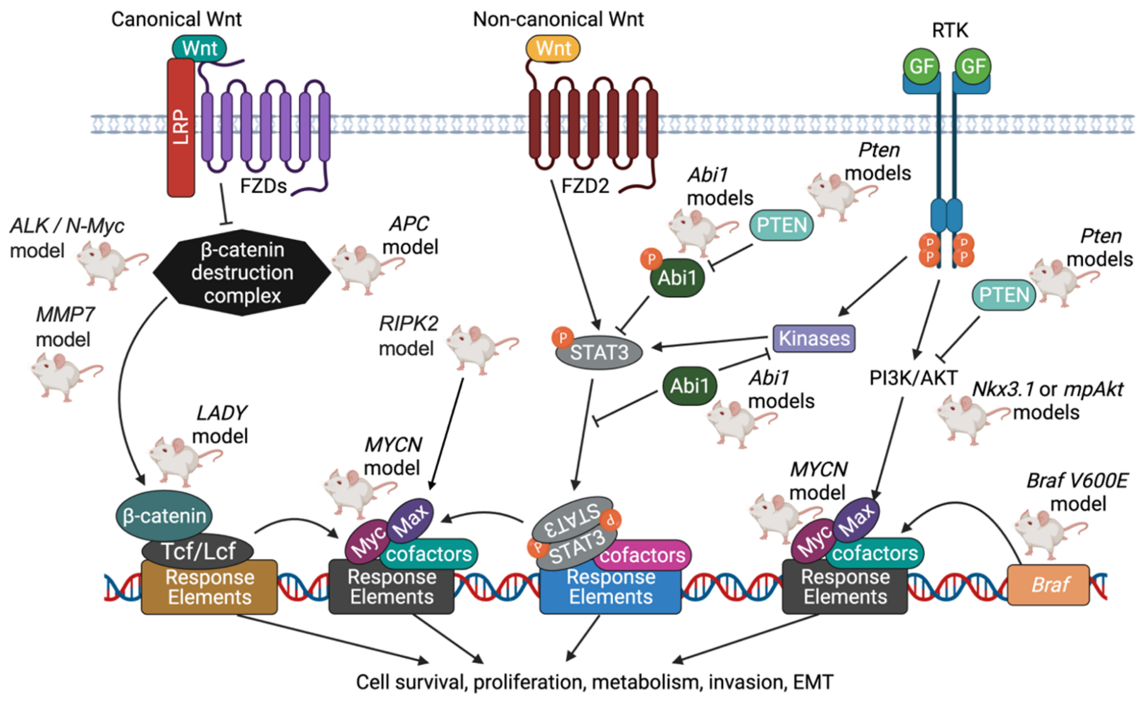 Cancers 14 05321 g005 Cancers 14 05321 g005