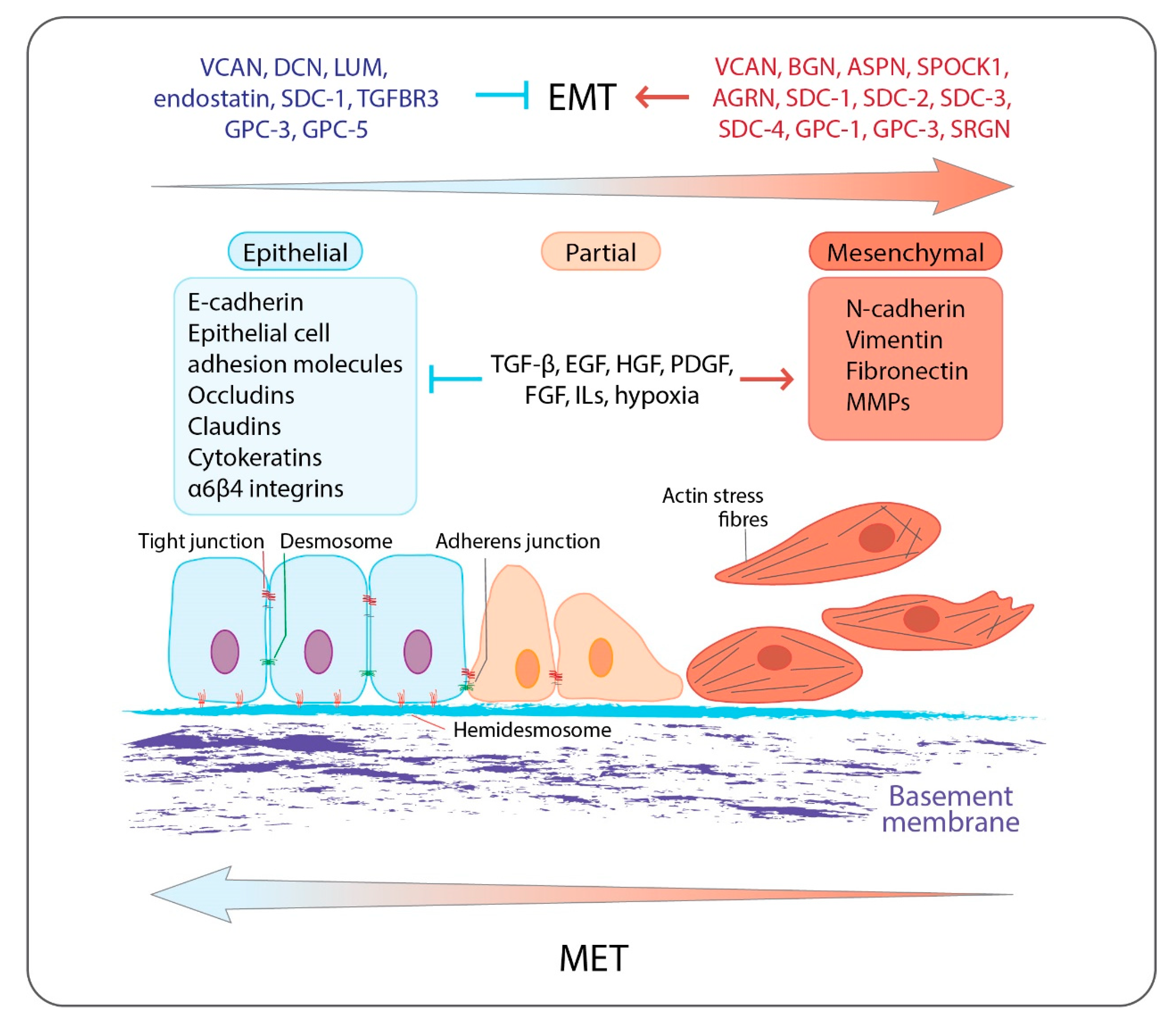 Collagen XVIII/endostatin is necessary for the organization of CF