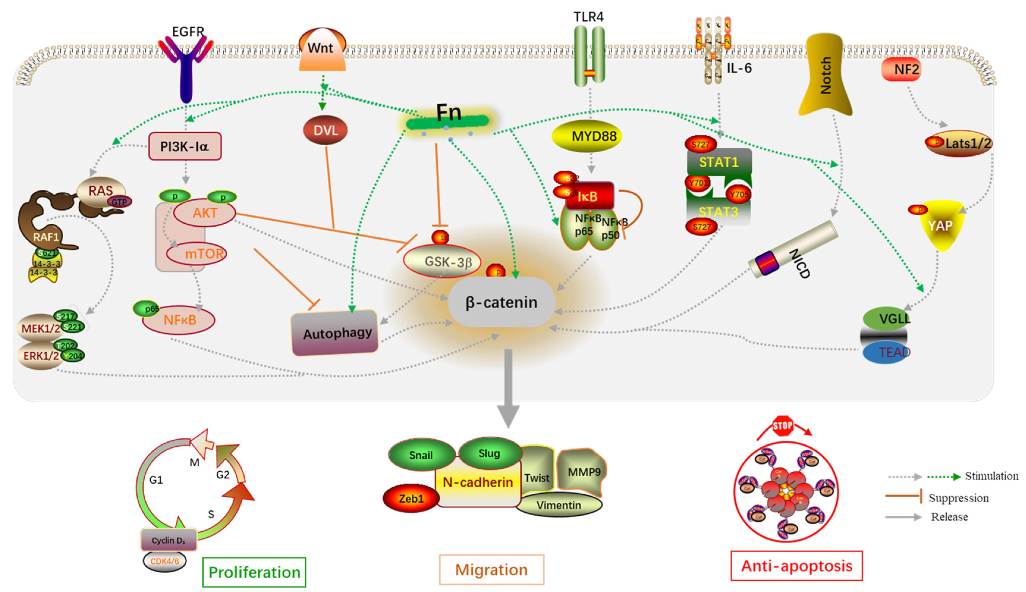 Cancers 14 05350 g005