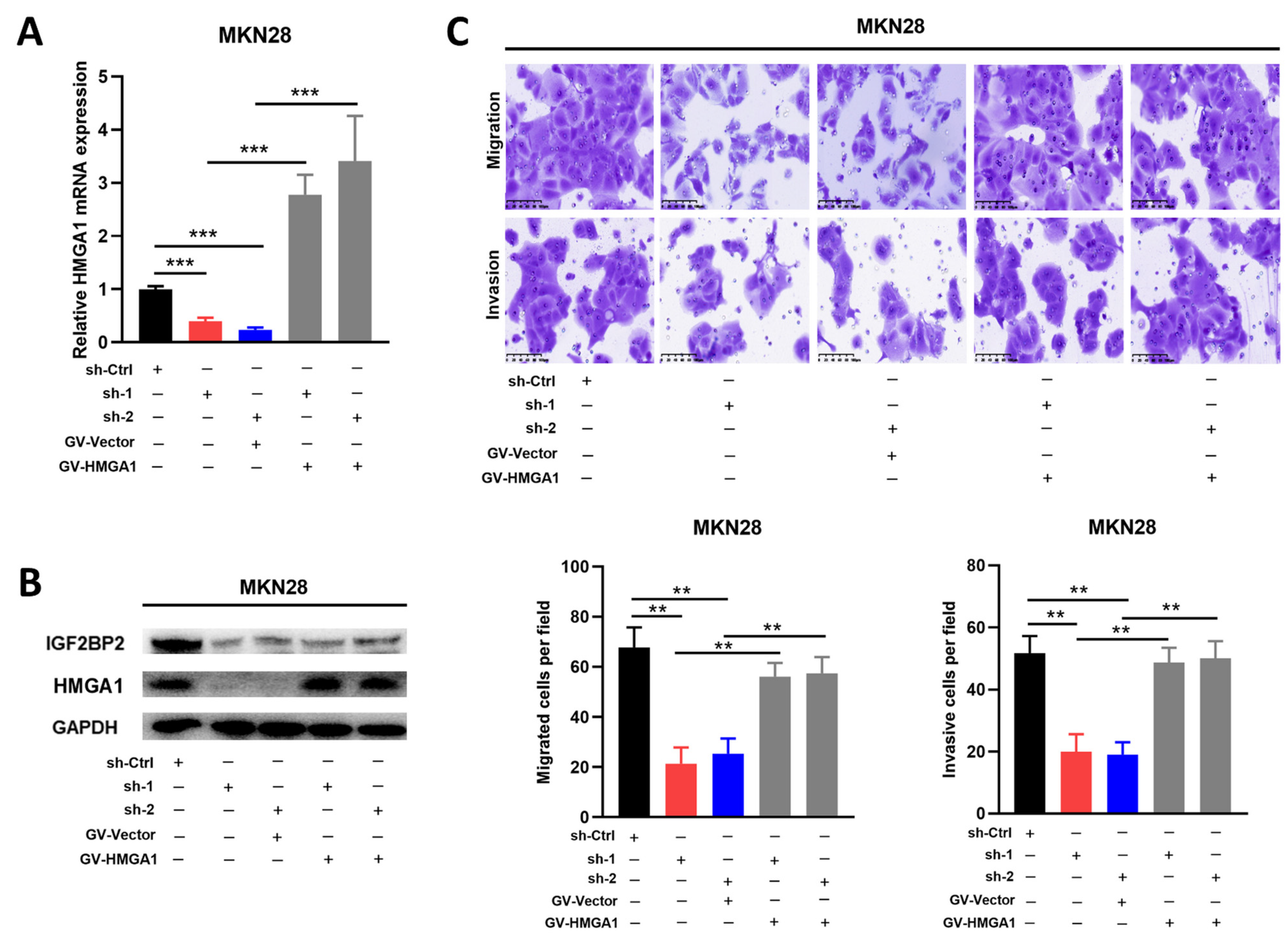Cancers 14 05381 g004