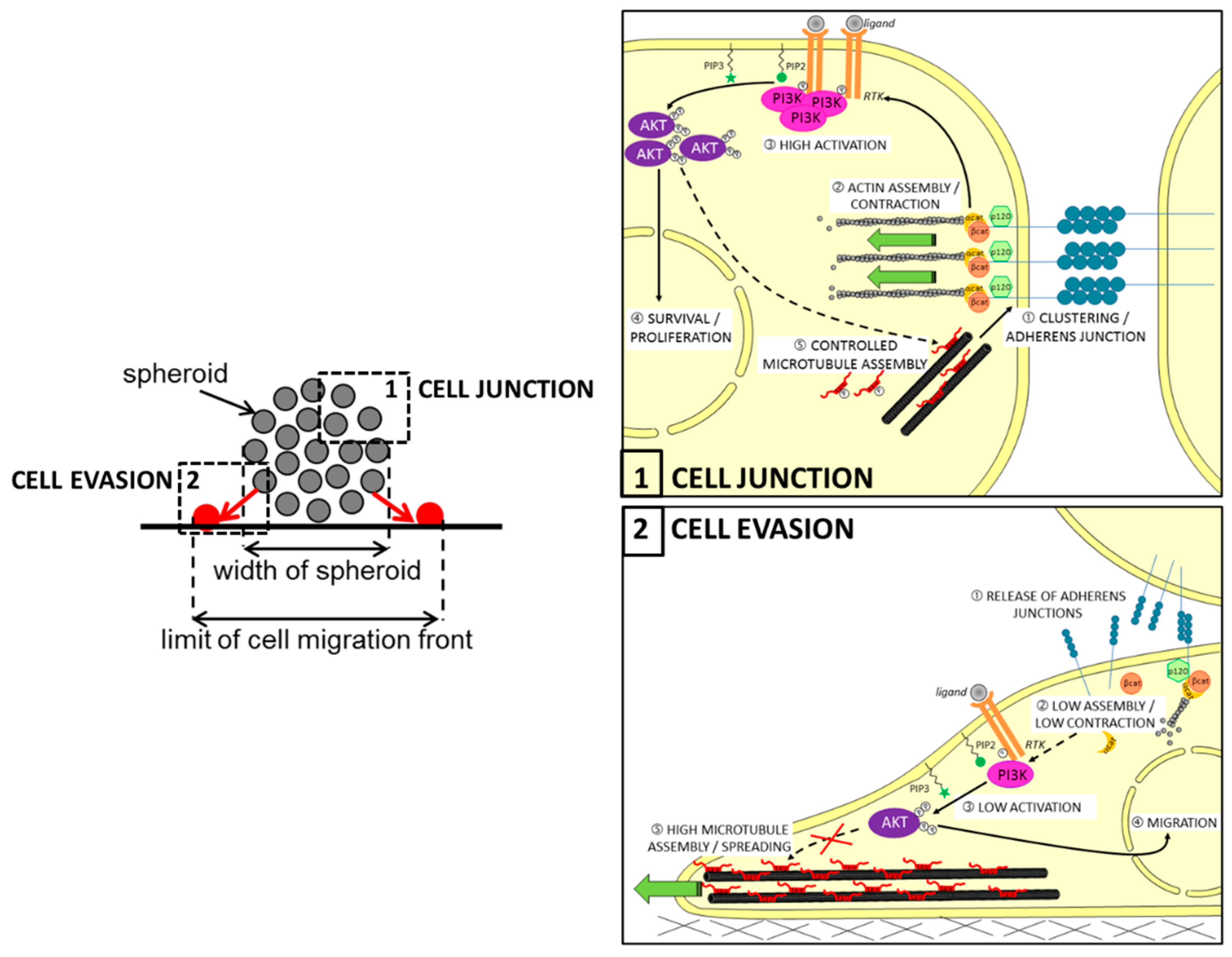 Cancers 14 05386 g003 Cancers 14 05386 g003