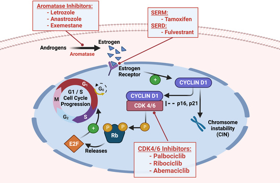The Renaissance of CDK Inhibitors in Breast ... Biology Diagrams