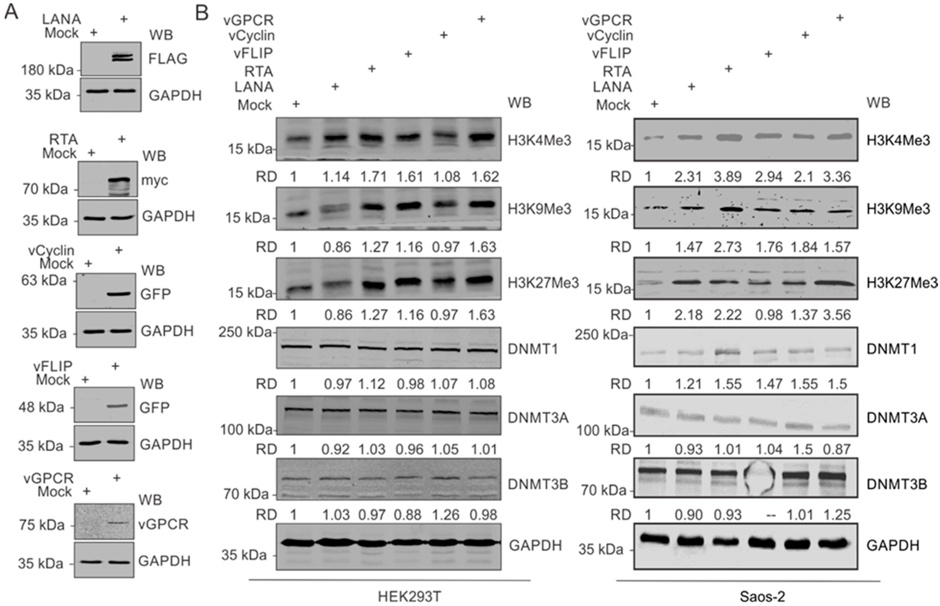 Cancers 14 05396 g003 Cancers 14 05396 g003