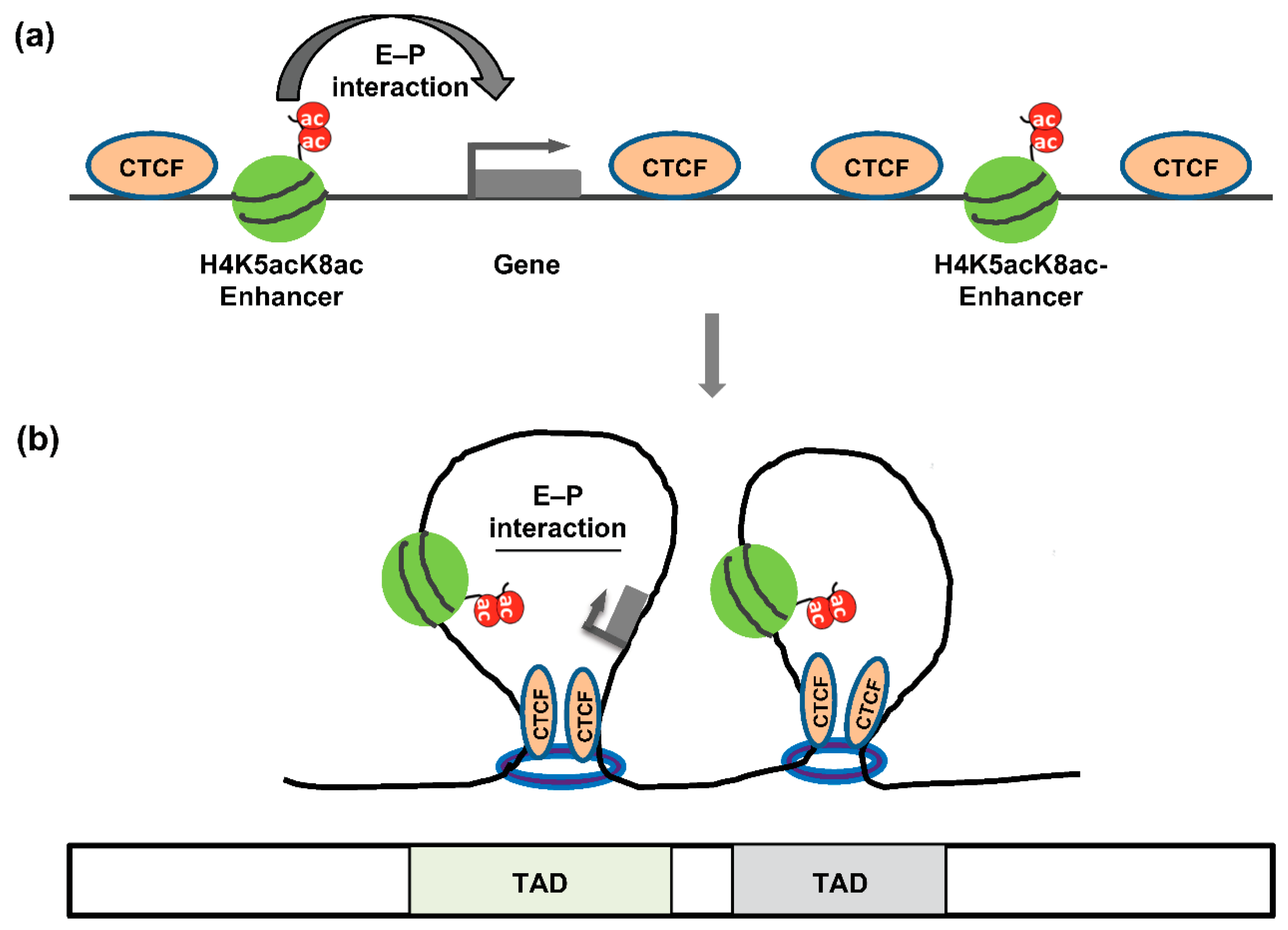 Cancers 14 05404 g003 Cancers 14 05404 g003
