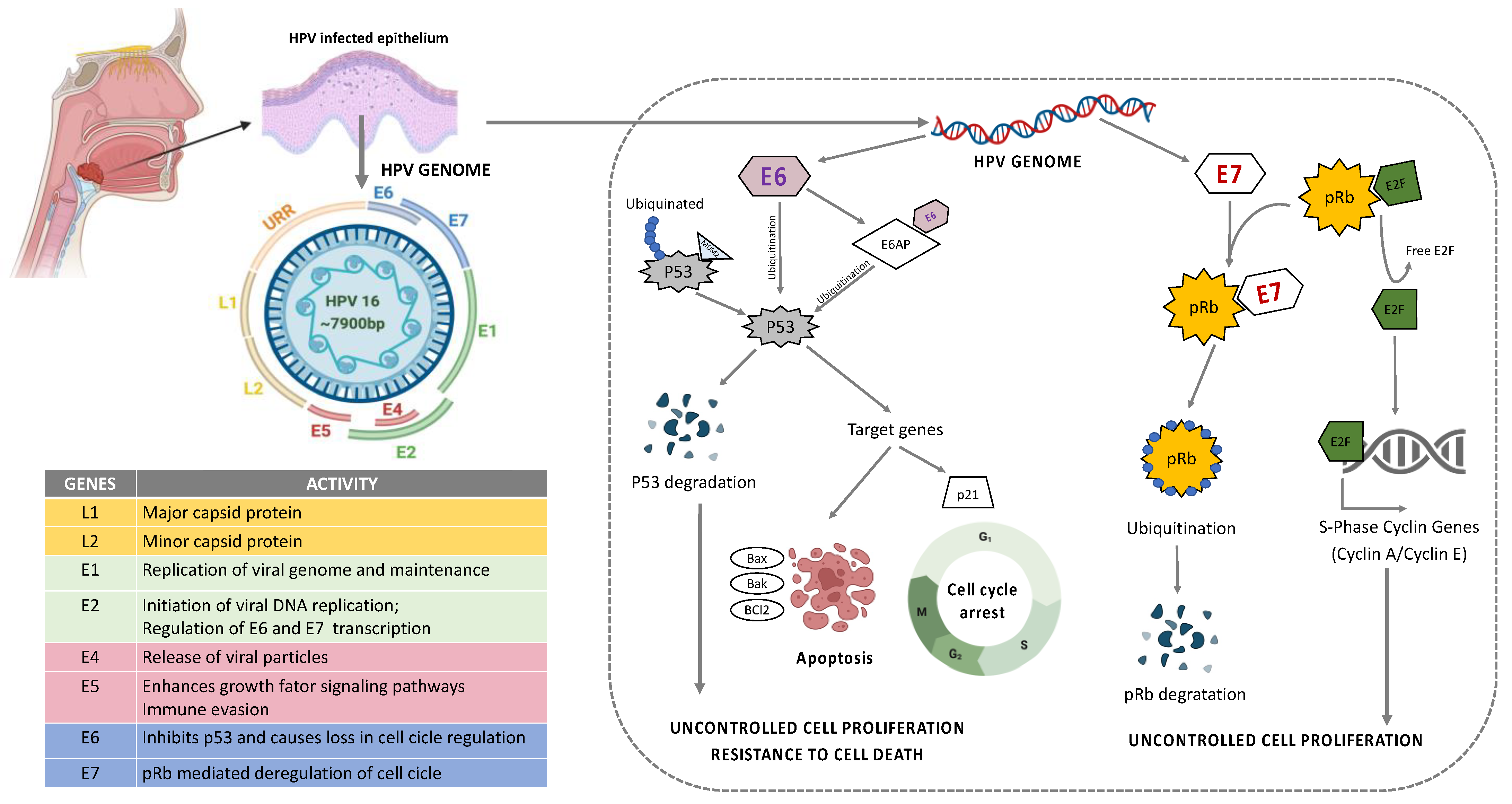 Cancers 14 05406 g003 Cancers 14 05406 g003