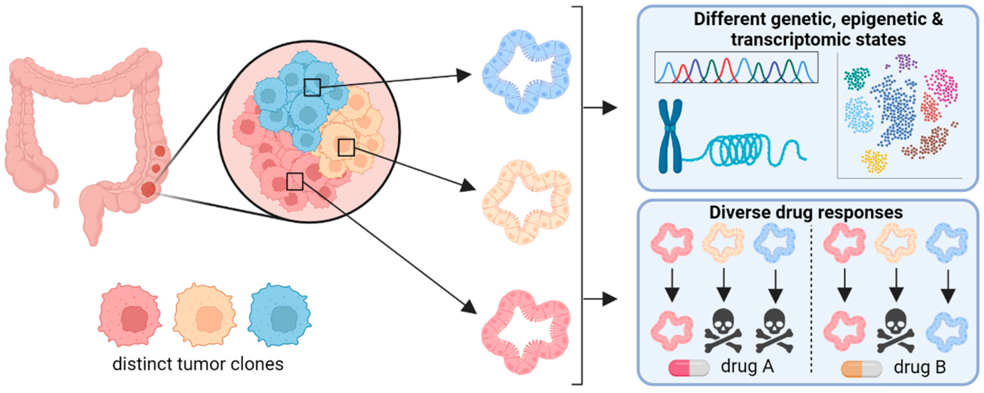 Cancers Free Full-Text Organoids for Modeling (Colorectal) Cancer in a Dish