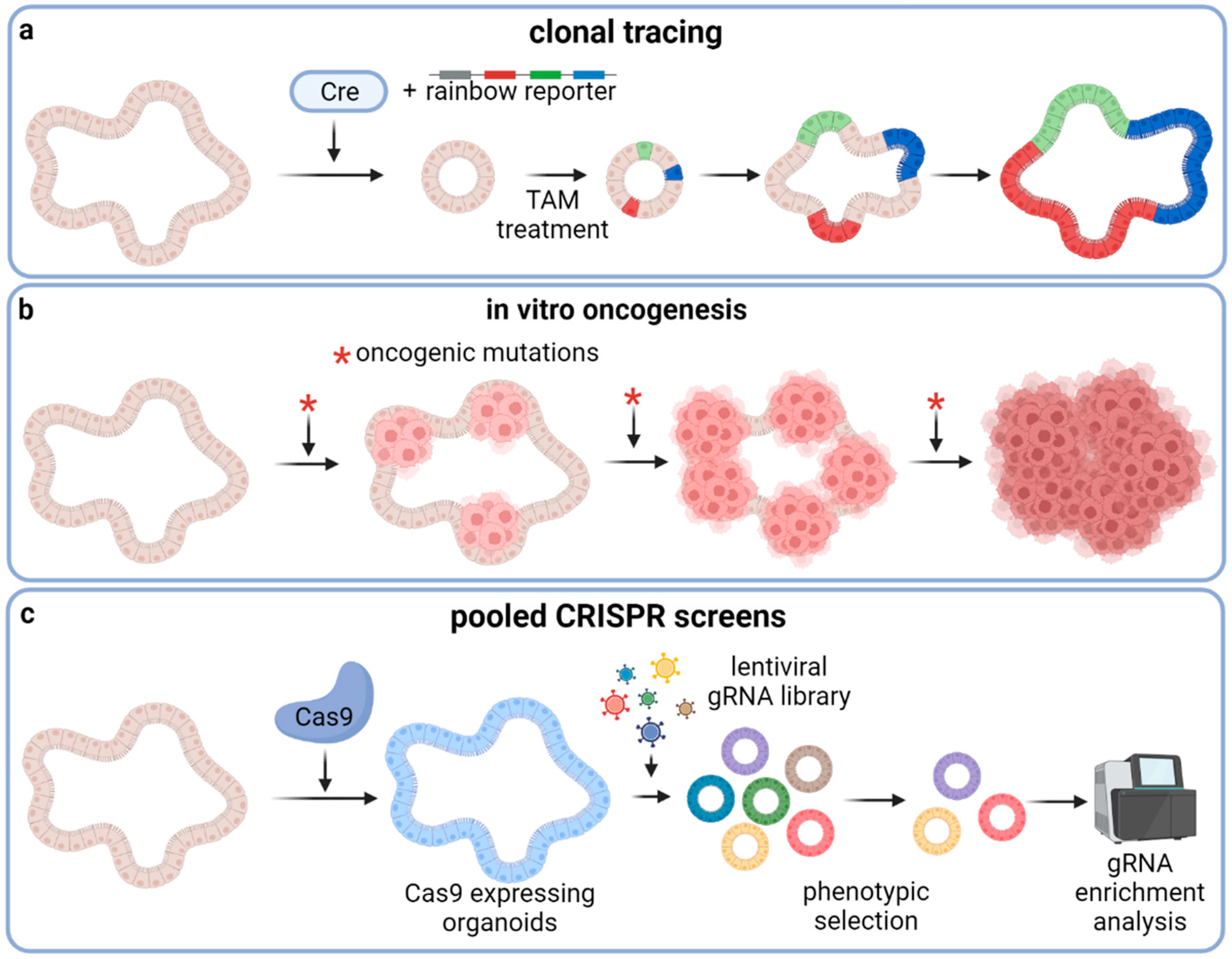 Cancers Free Full-Text Organoids for Modeling (Colorectal) Cancer in a Dish