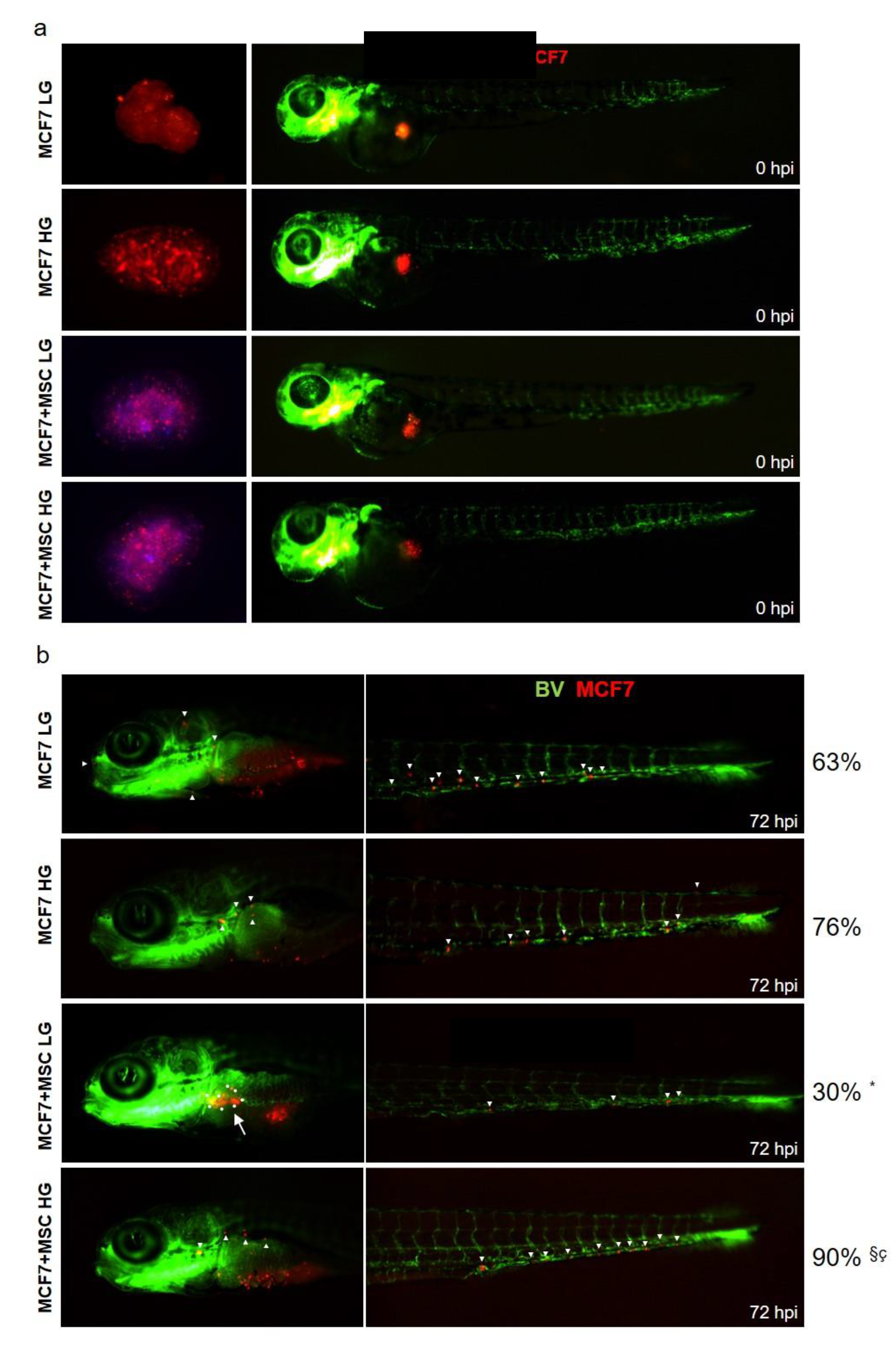 Cancers 14 05421 g008 Cancers 14 05421 g008
