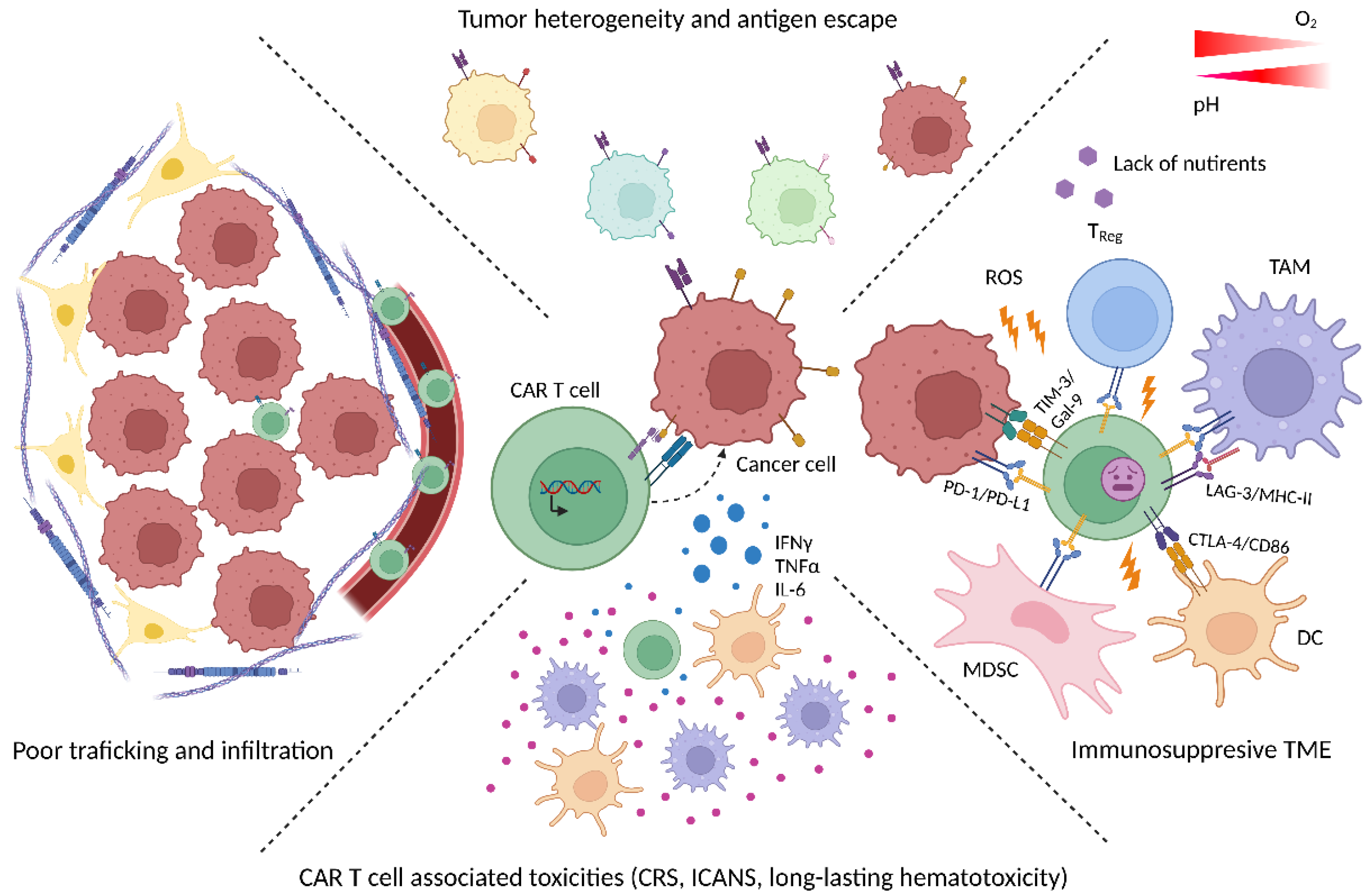 Cancers | Free Full-Text | Role of CAR T Cell Metabolism for