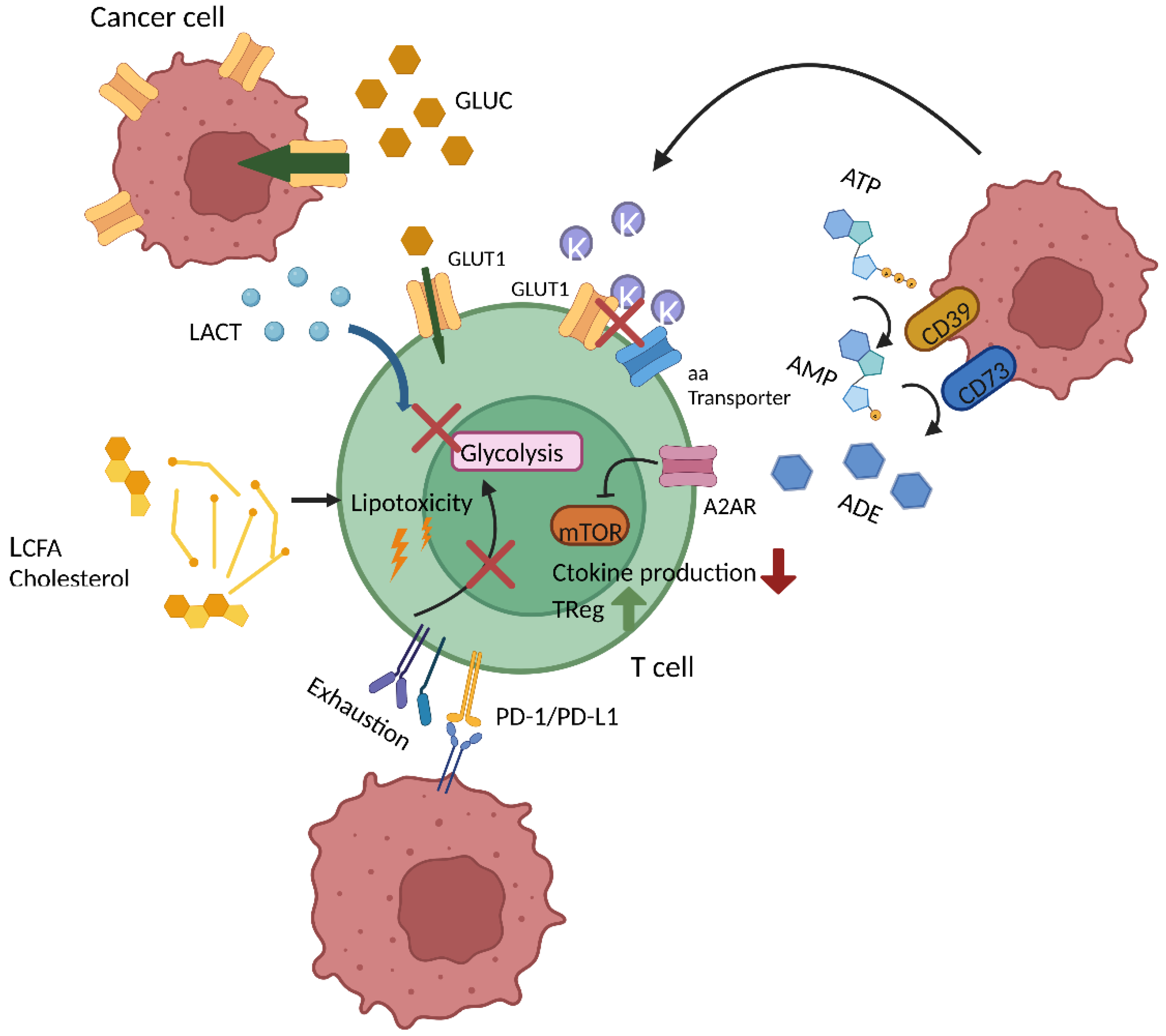 Cancers 14 05442 g003 Cancers 14 05442 g003