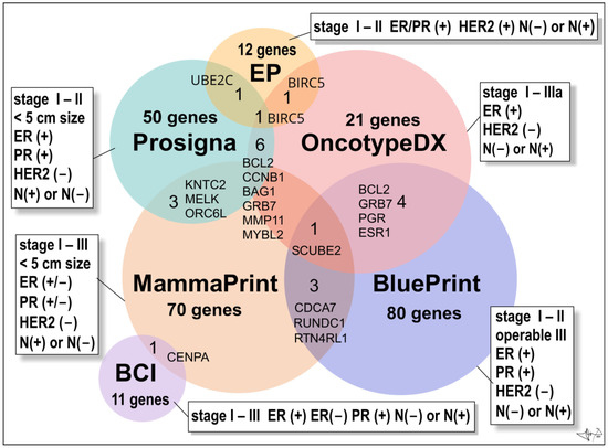 Classic and New Markers in Diagnostics and Classification of