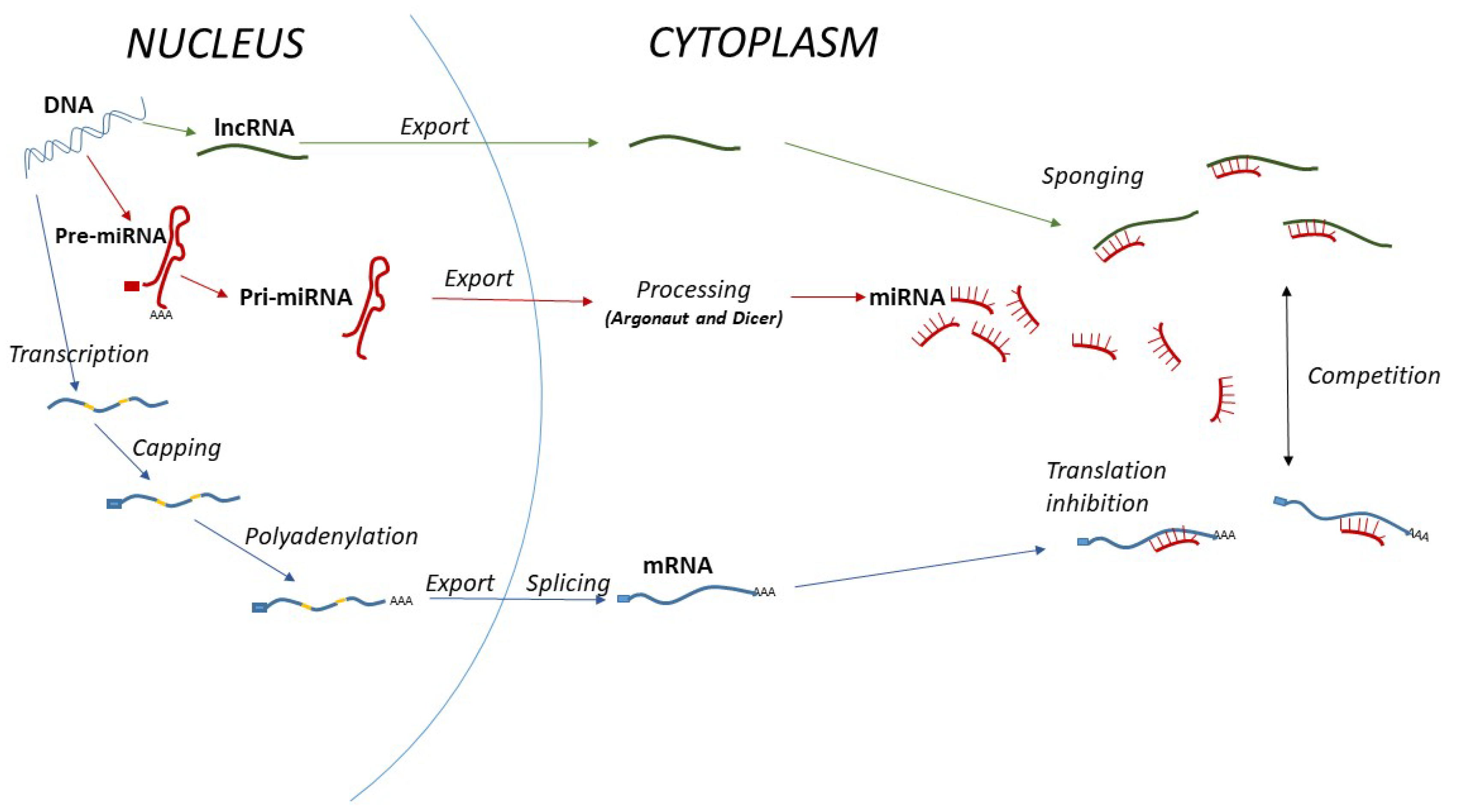 Cancers 14 05450 g001 Cancers 14 05450 g001