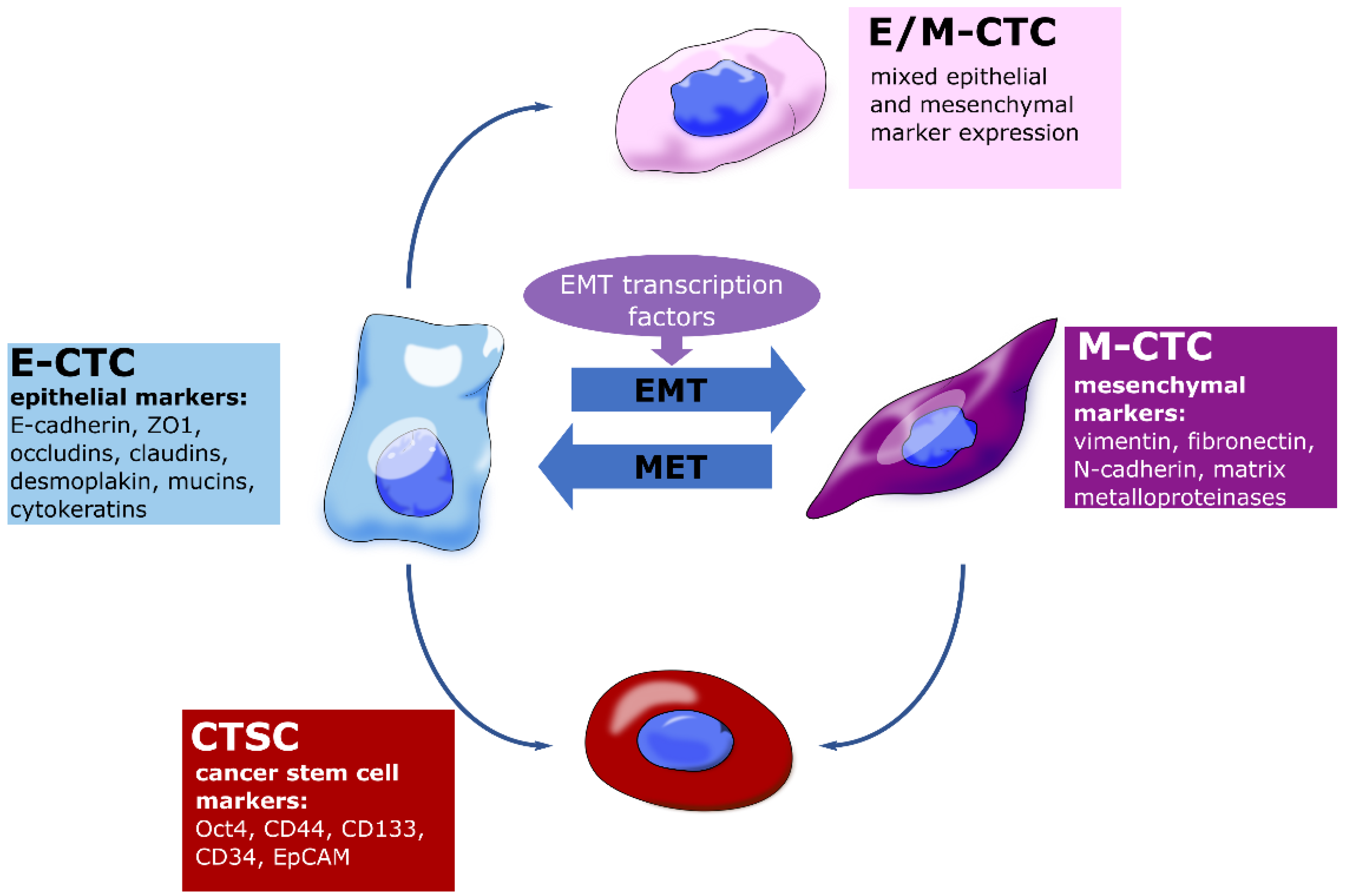 Role of Epithelial-to-Mesenchymal Transition for the Generation of ...
