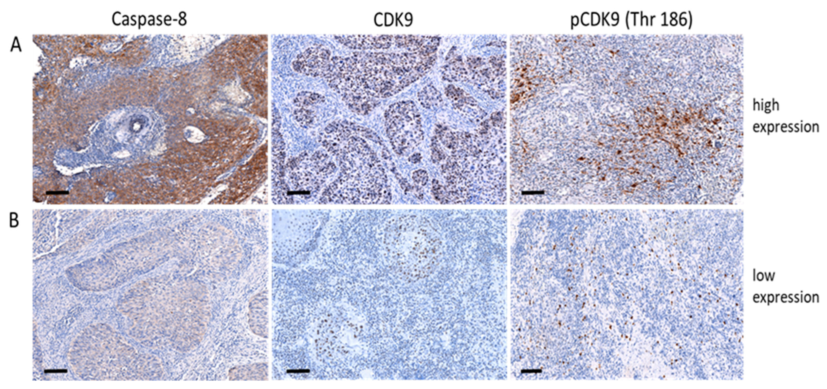 Cancers 14 05500 g001