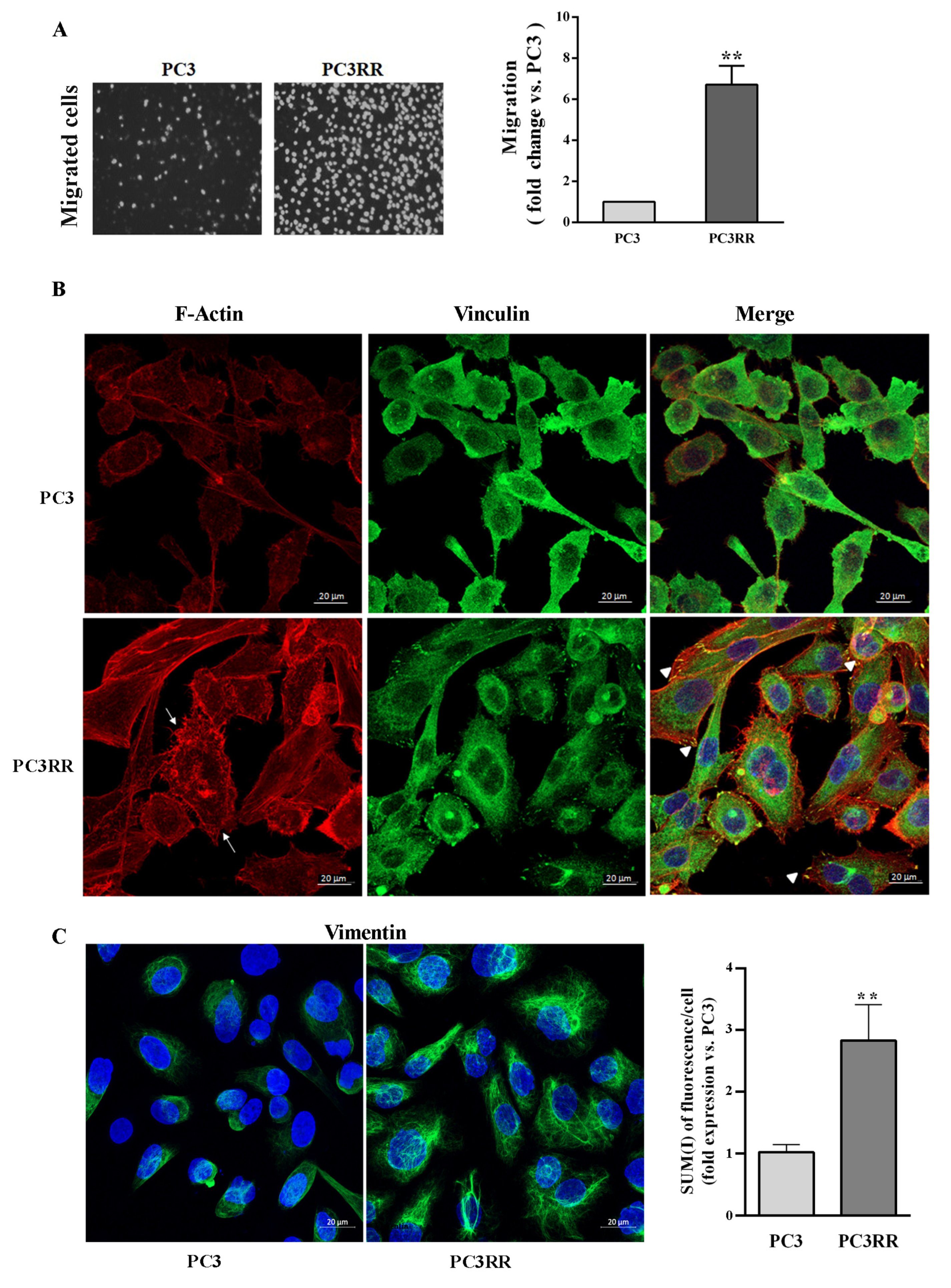 Cancers 14 05504 g006 Cancers 14 05504 g006