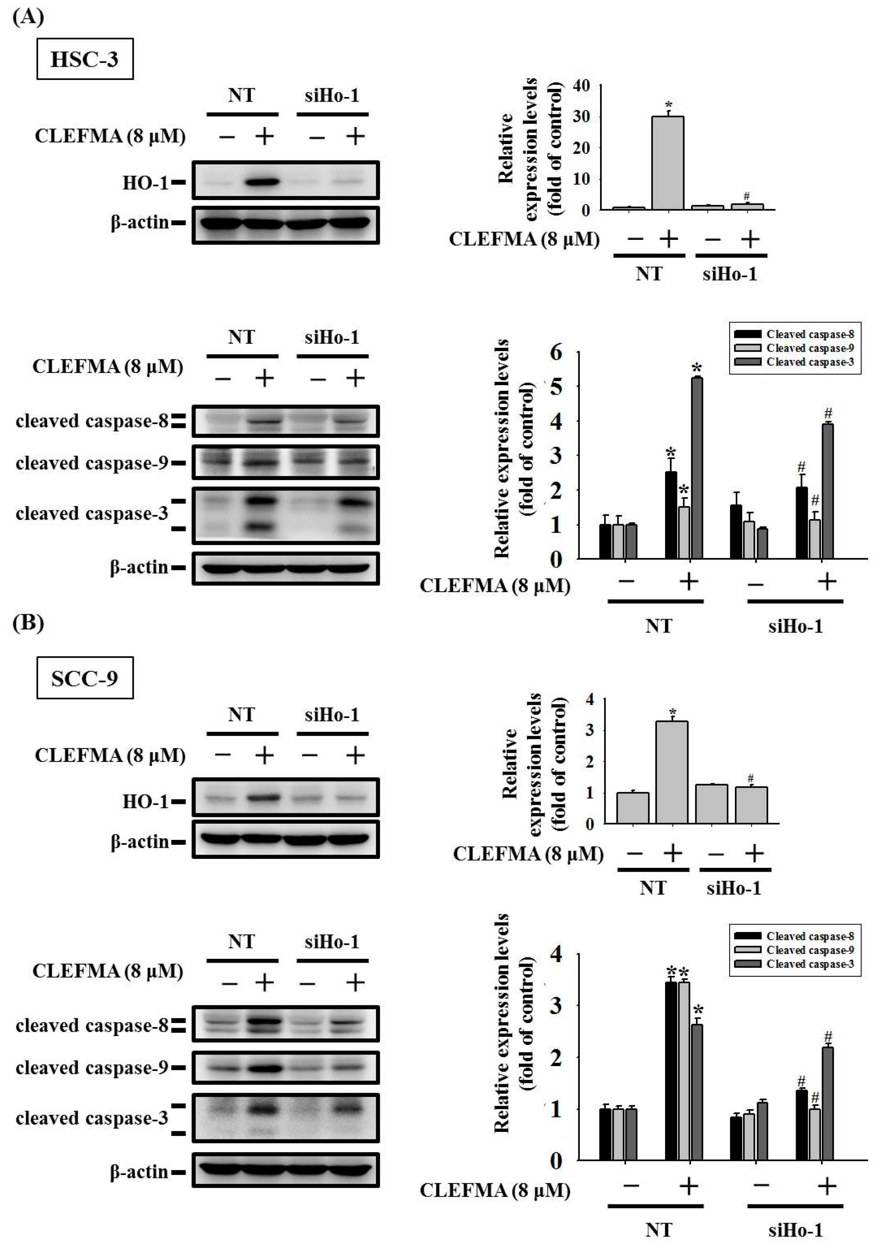 Cancers 14 05519 g007
