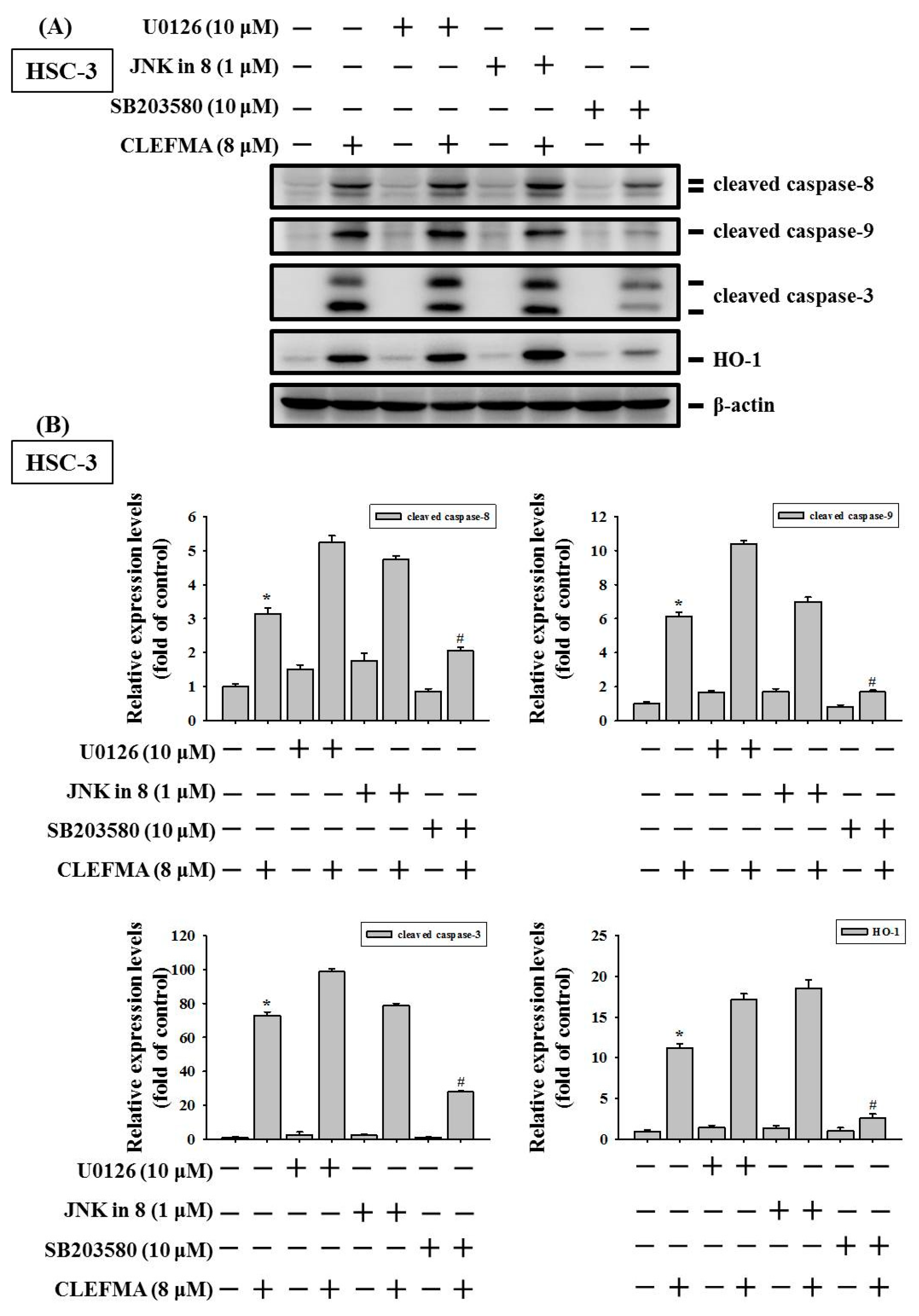 Cancers 14 05519 g008a