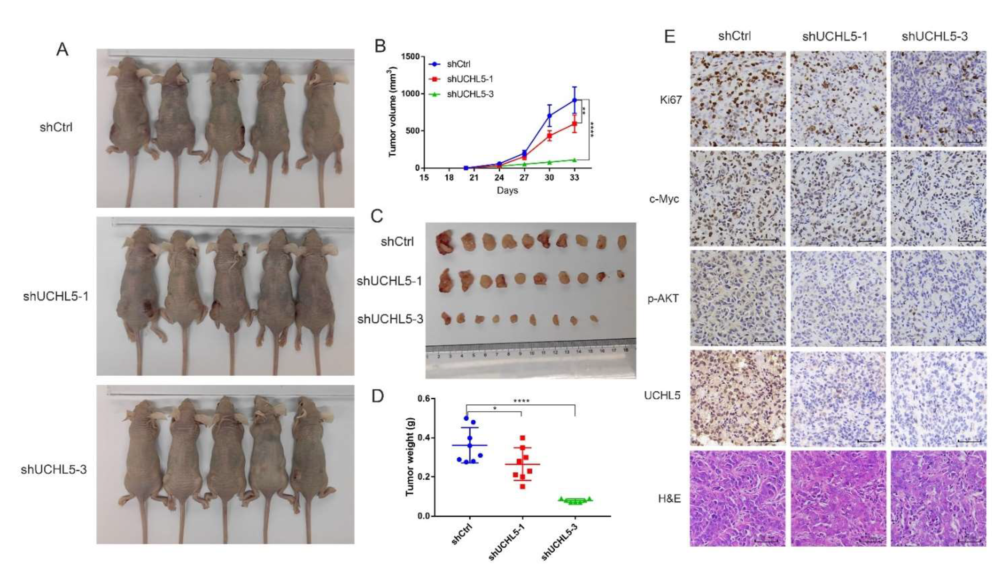 Cancers 14 05538 g007 Cancers 14 05538 g007