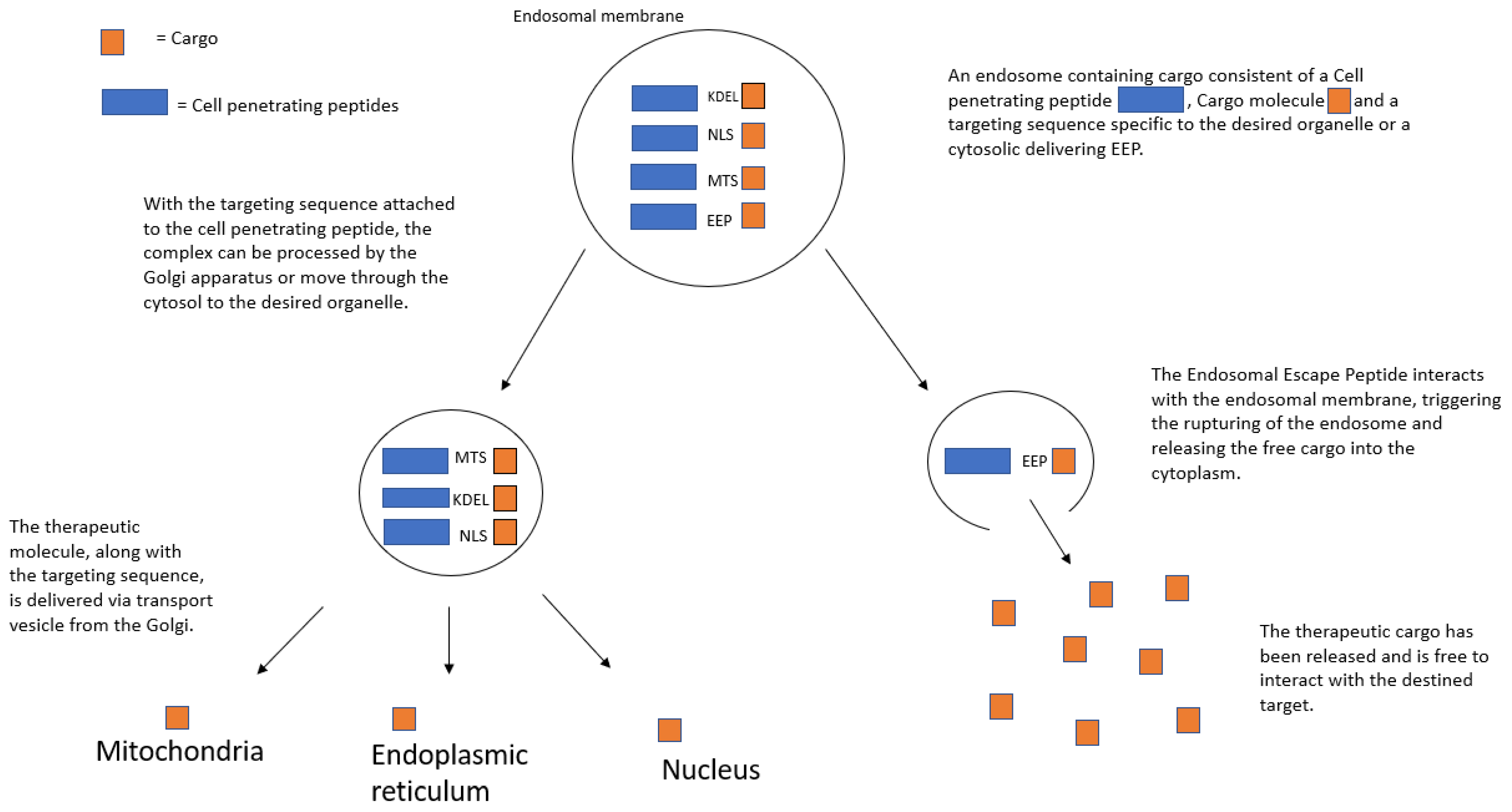 Frontiers  First generation of multifunctional peptides derived