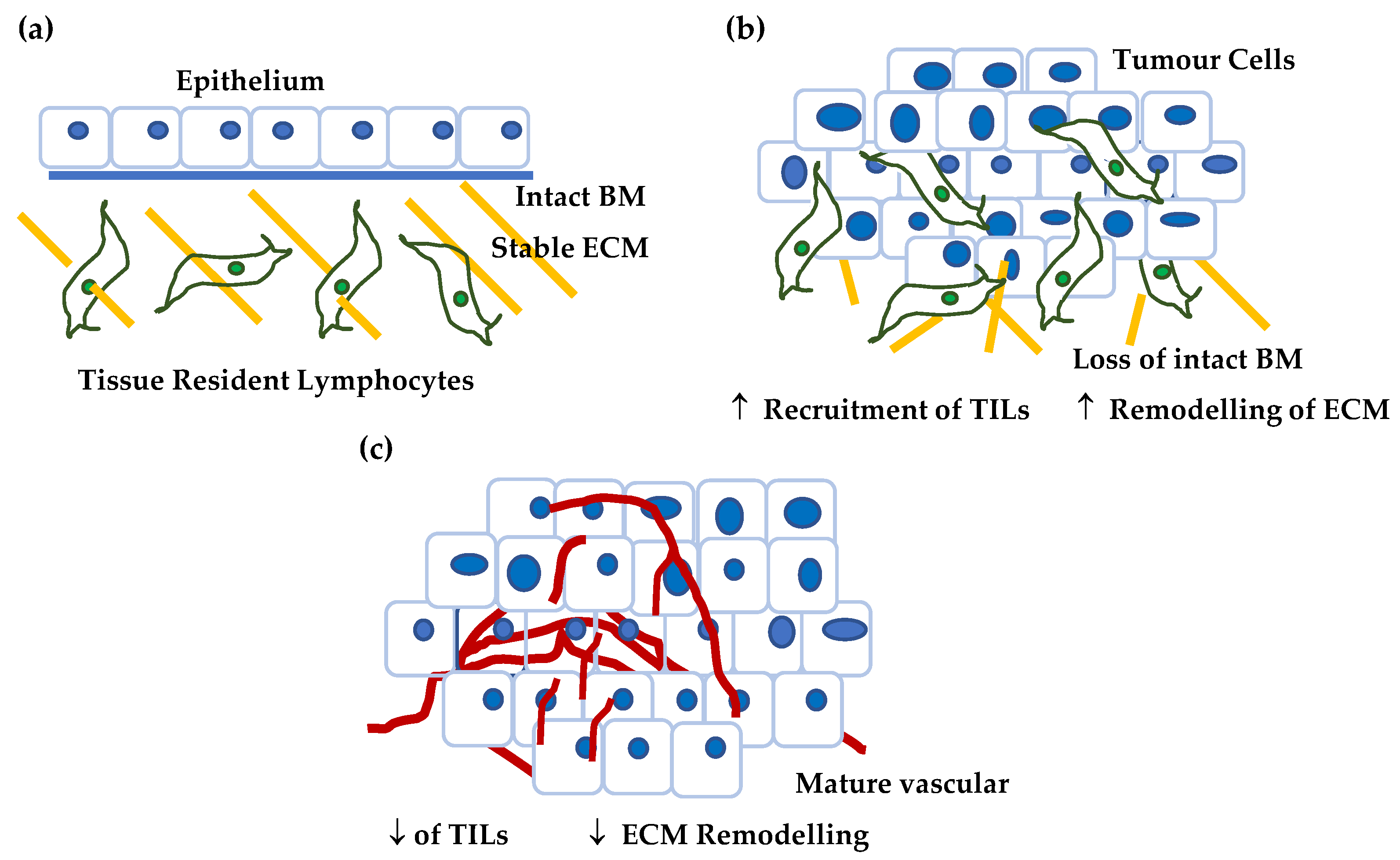 Cancers 14 05564 g007 Cancers 14 05564 g007