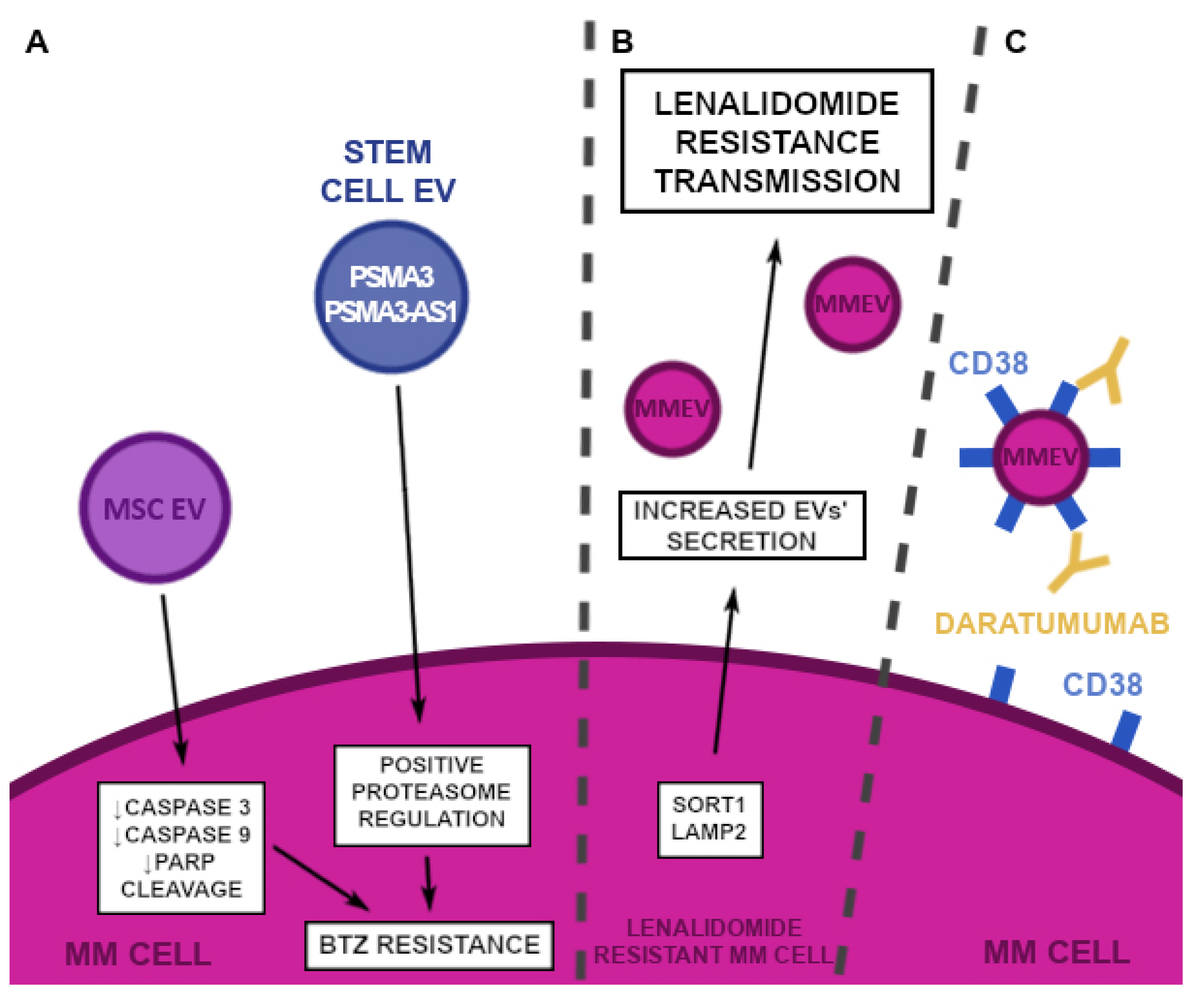 Cancers 14 05575 g004 Cancers 14 05575 g004