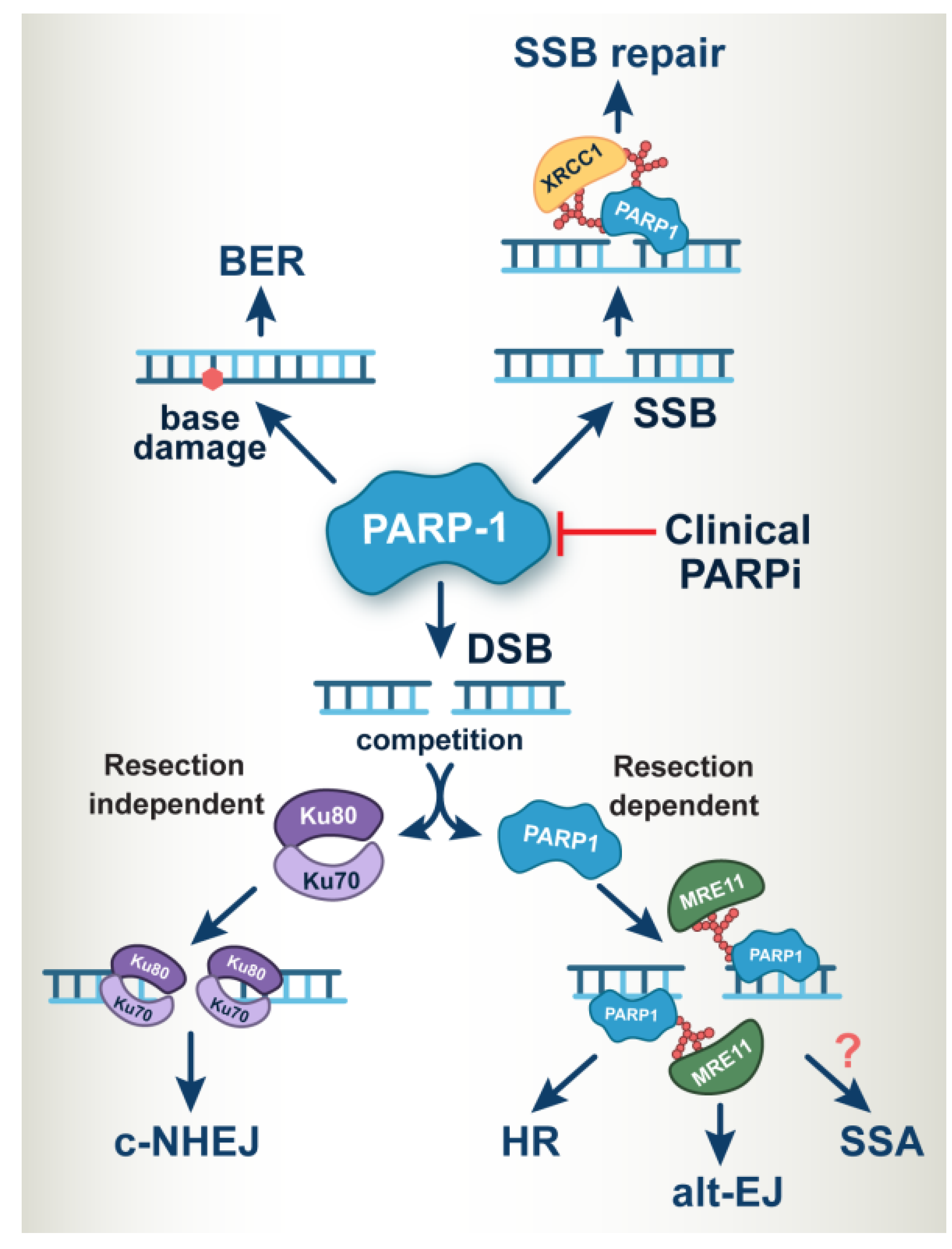 Cancers 14 05619 g002