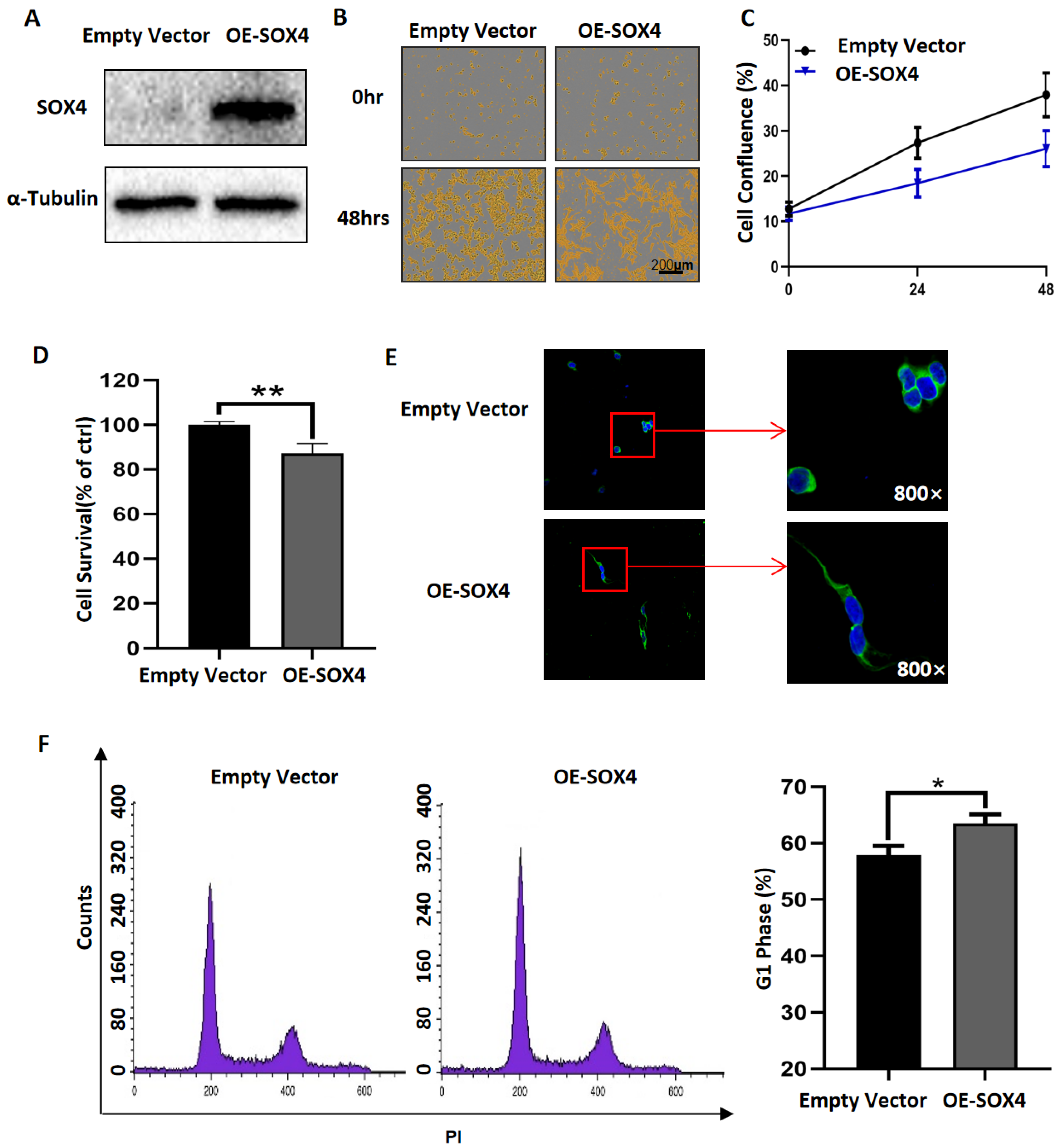 Cancers 14 05642 g004 Cancers 14 05642 g004