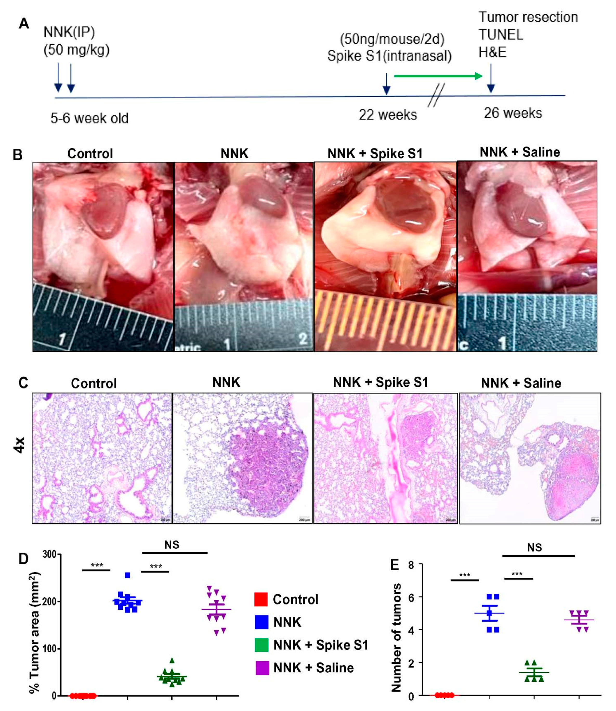 Cancers 14 05648 g007 Cancers 14 05648 g007