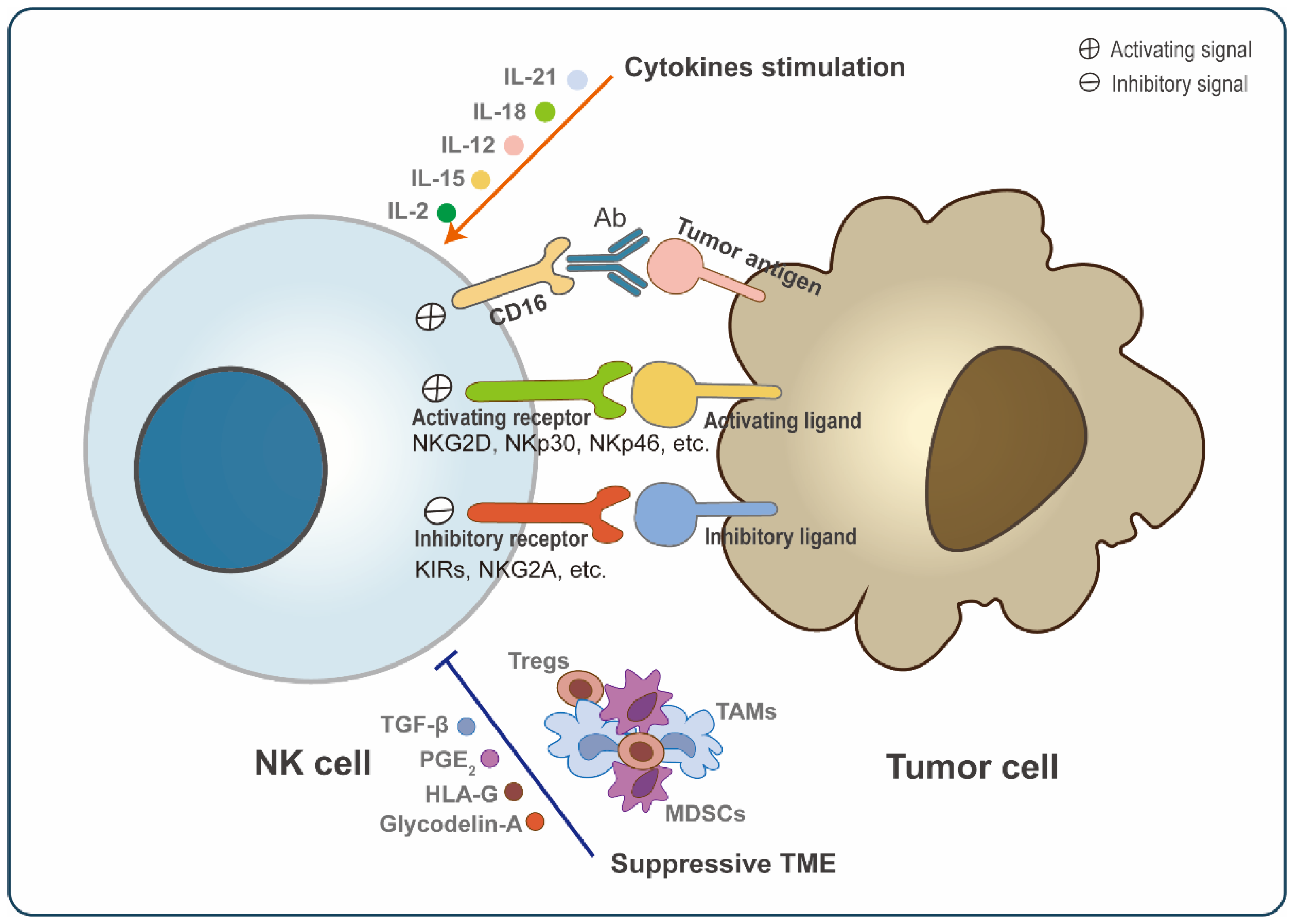 Cancers Free Full Text Natural Killer Cells A Promising Kit In The Adoptive Cell Therapy