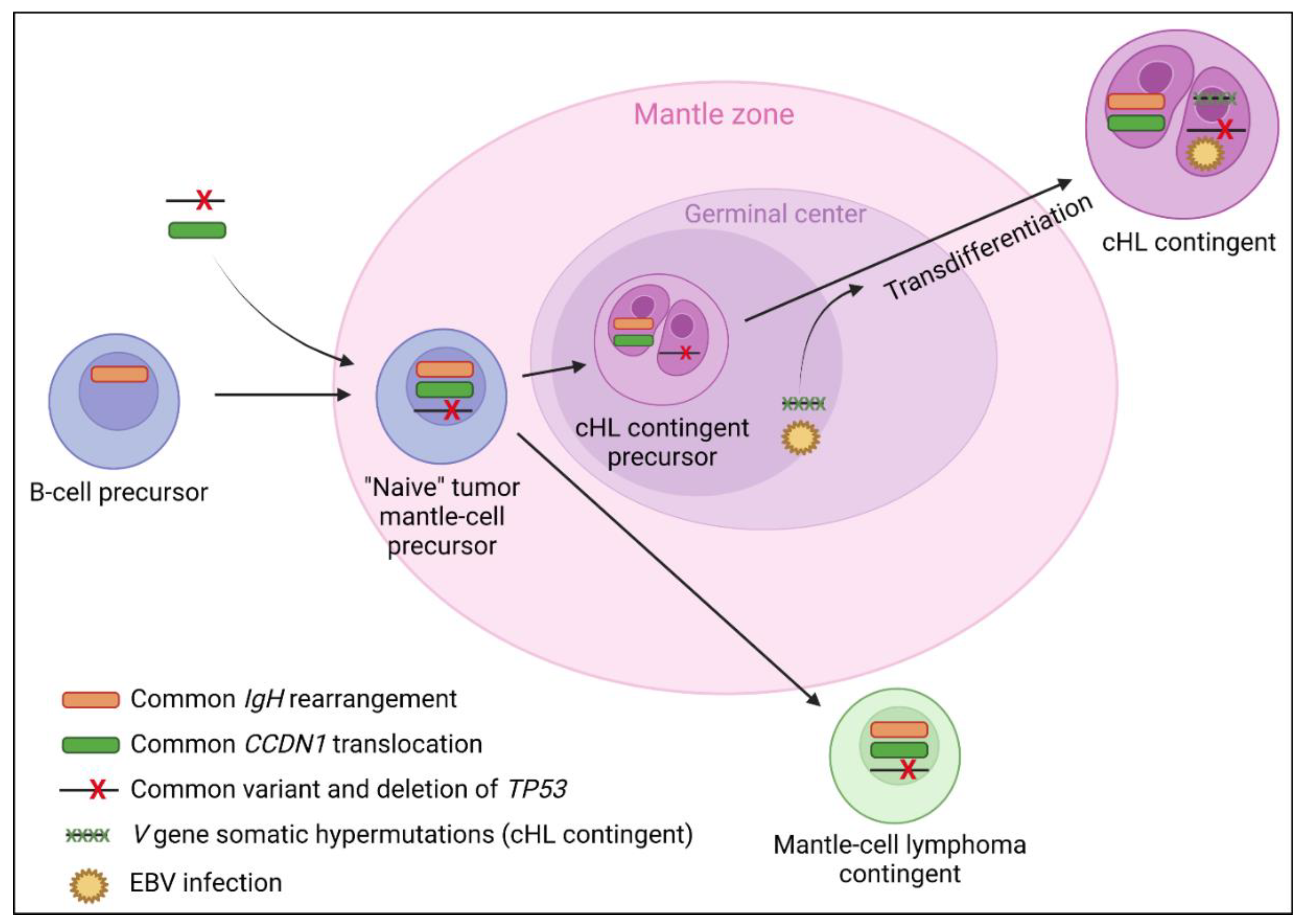 Cancers 14 05695 g004 Cancers 14 05695 g004