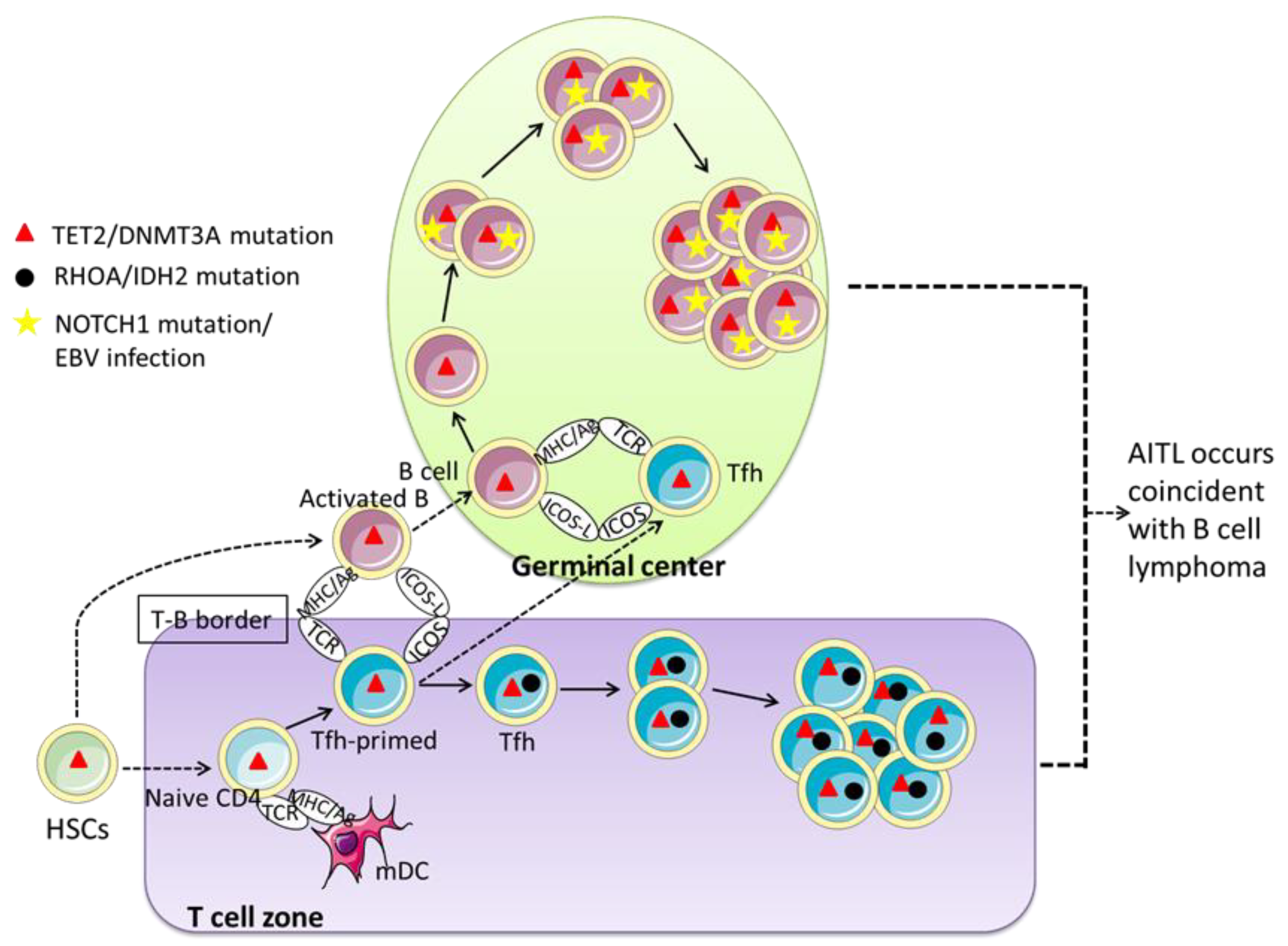 Cancers 14 05699 g003