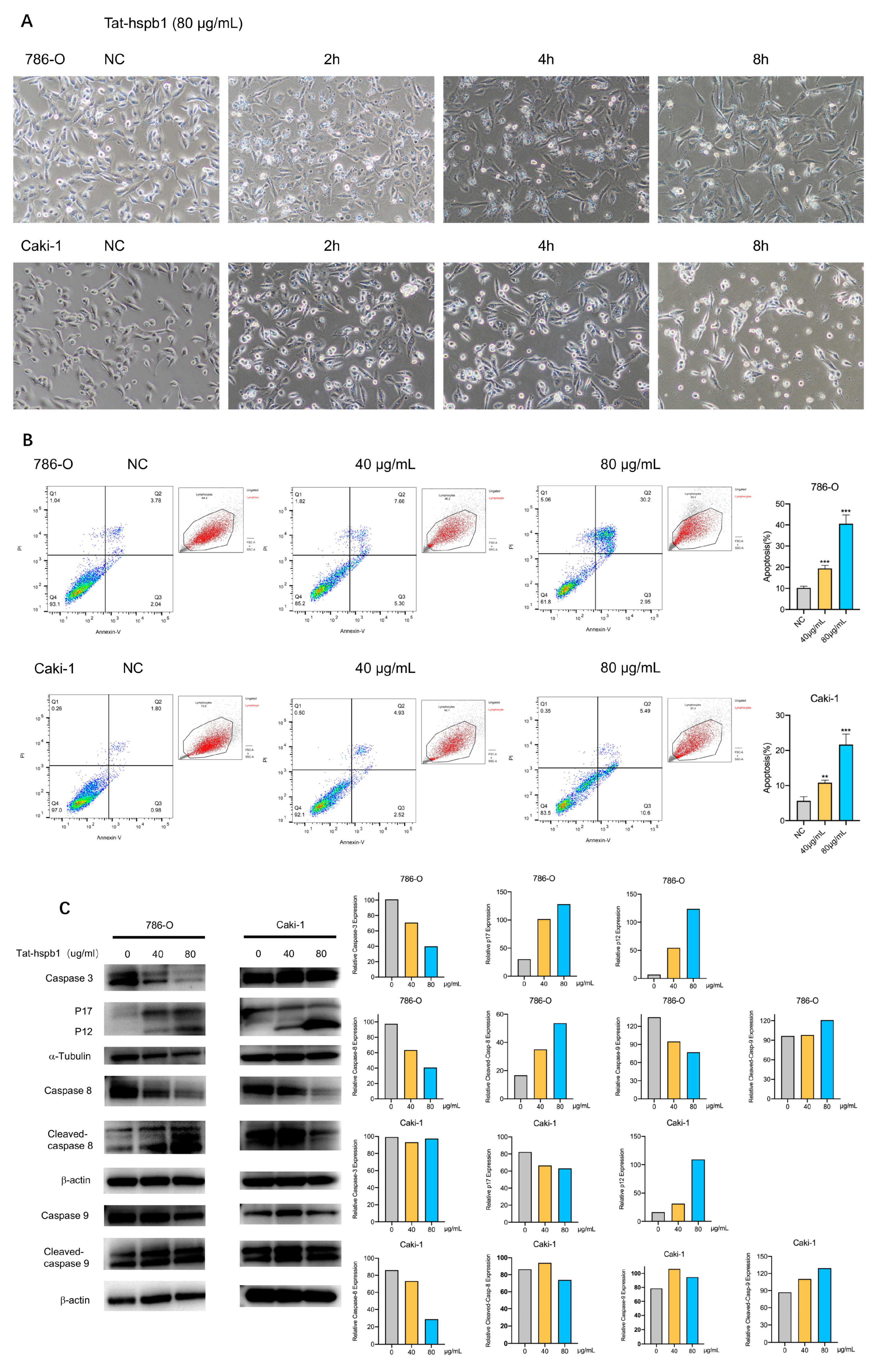 Cancers 14 05710 g004 Cancers 14 05710 g004