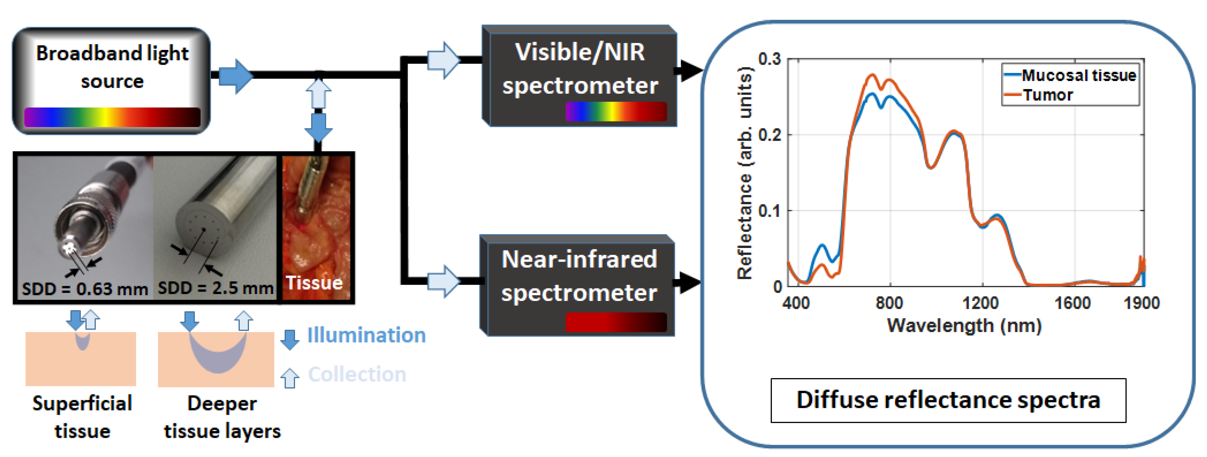 Cancers Free FullText Insights into Biochemical Sources and