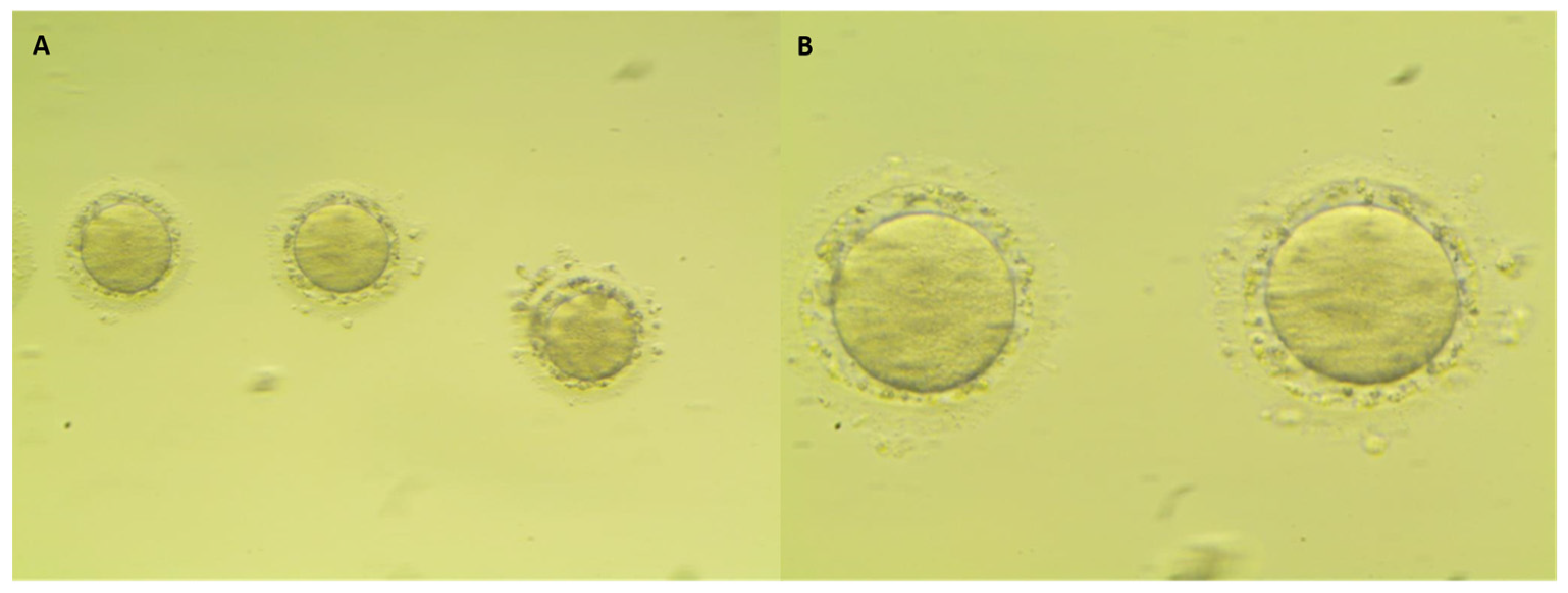 Cancers 14 05718 g001 Cancers 14 05718 g001