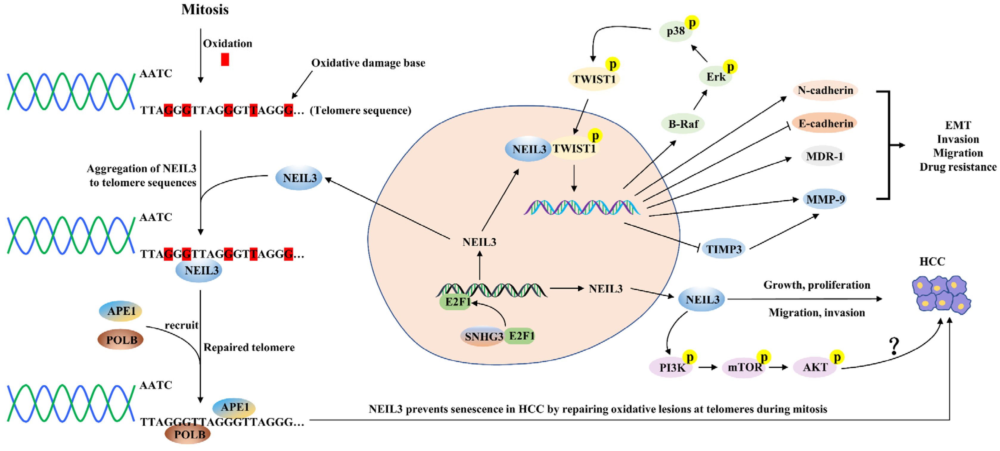 Cancers 14 05722 g003 Cancers 14 05722 g003