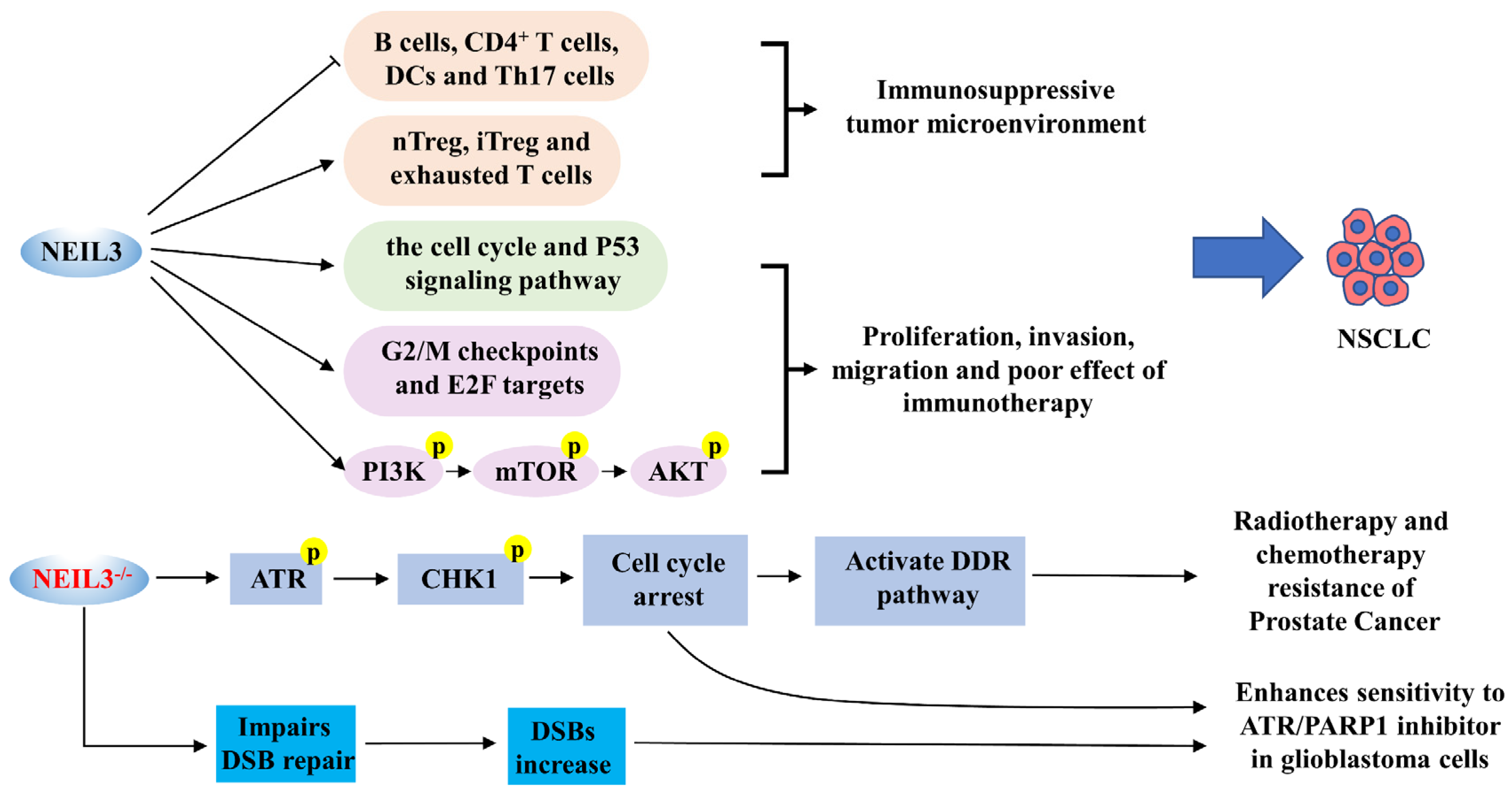 Cancers 14 05722 g004 Cancers 14 05722 g004