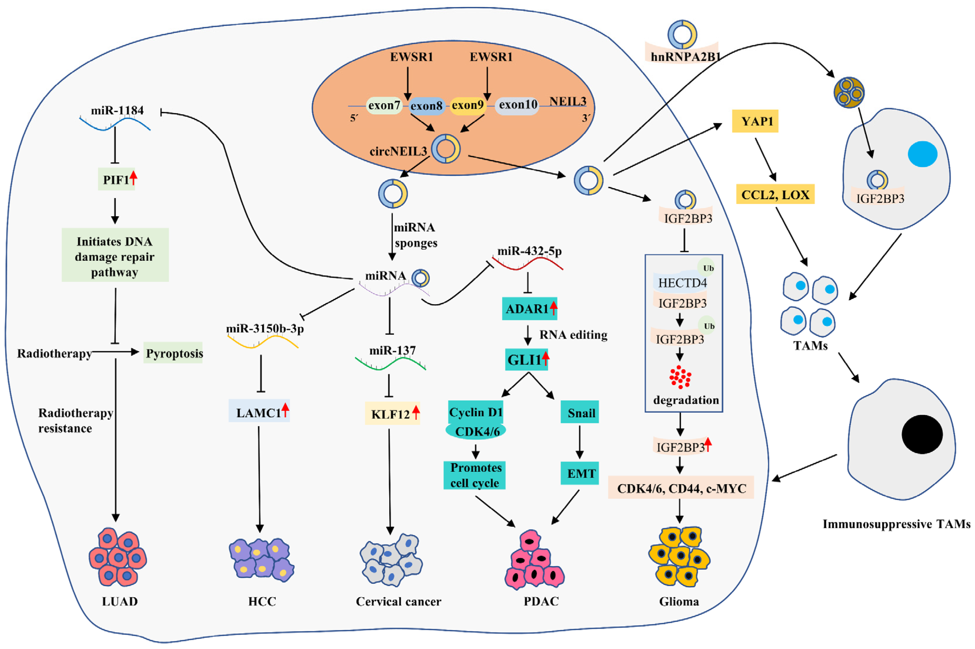 Cancers 14 05722 g005 Cancers 14 05722 g005