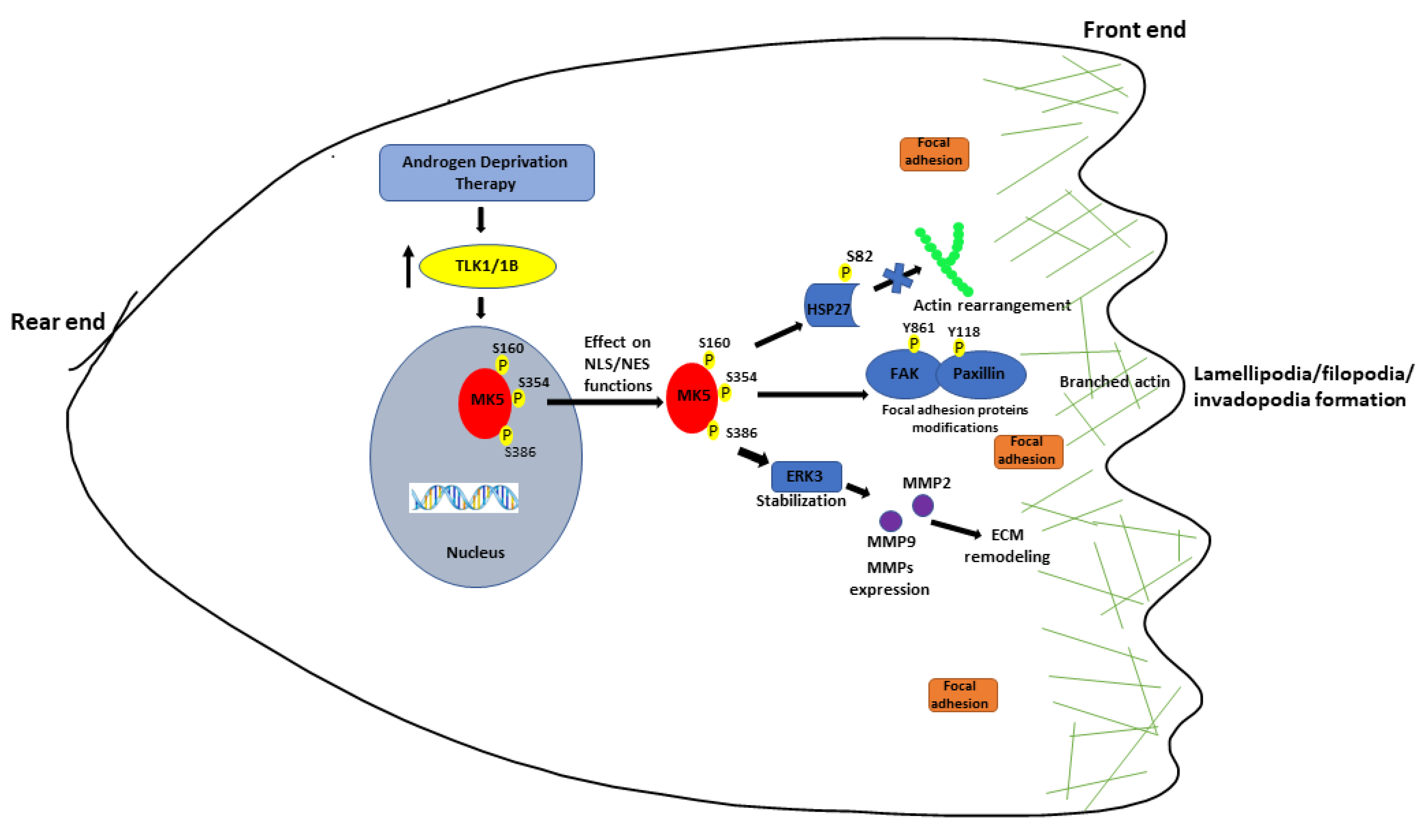 Cancers 14 05728 g007 Cancers 14 05728 g007