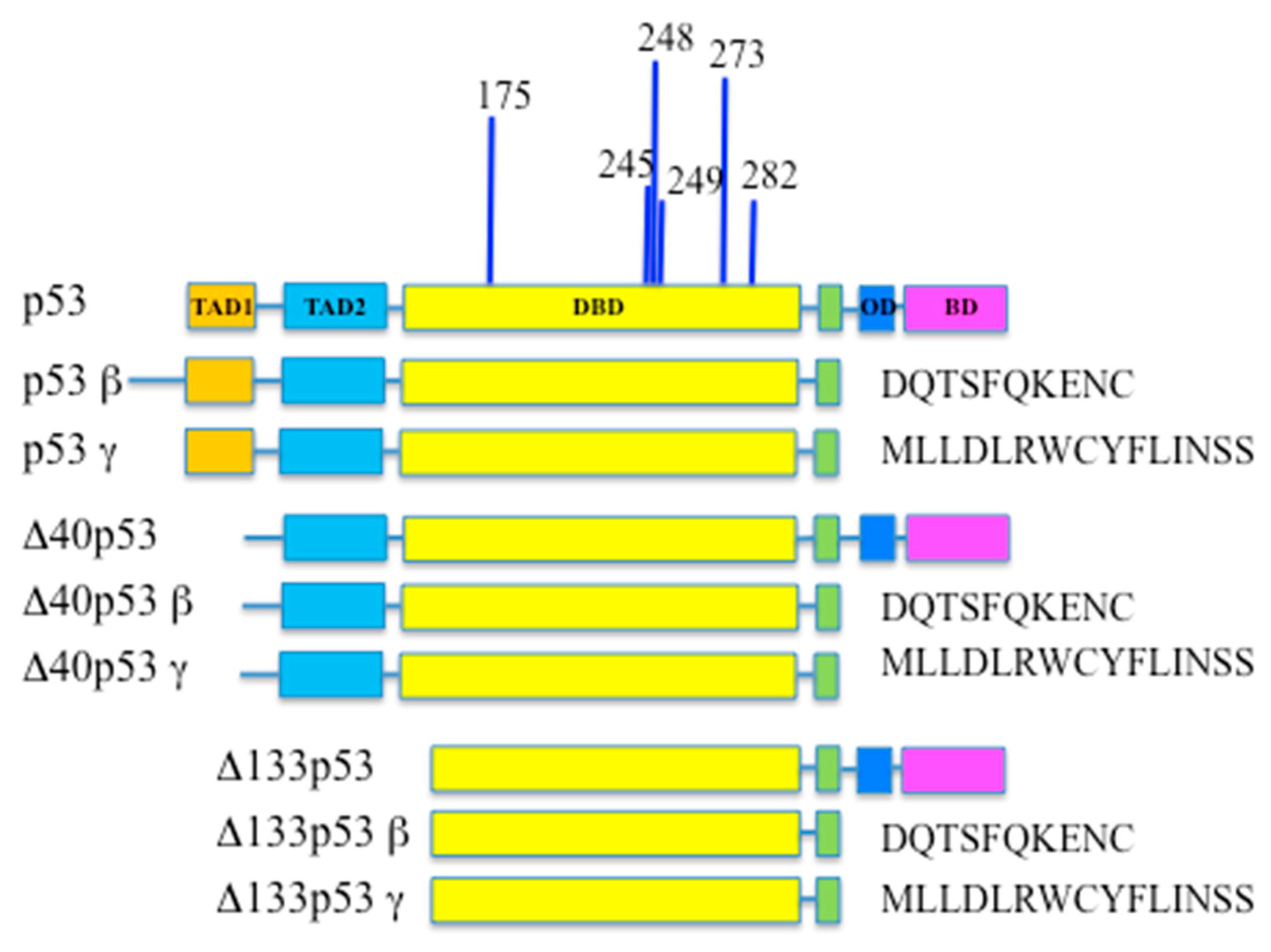 Cancers 14 05733 g001