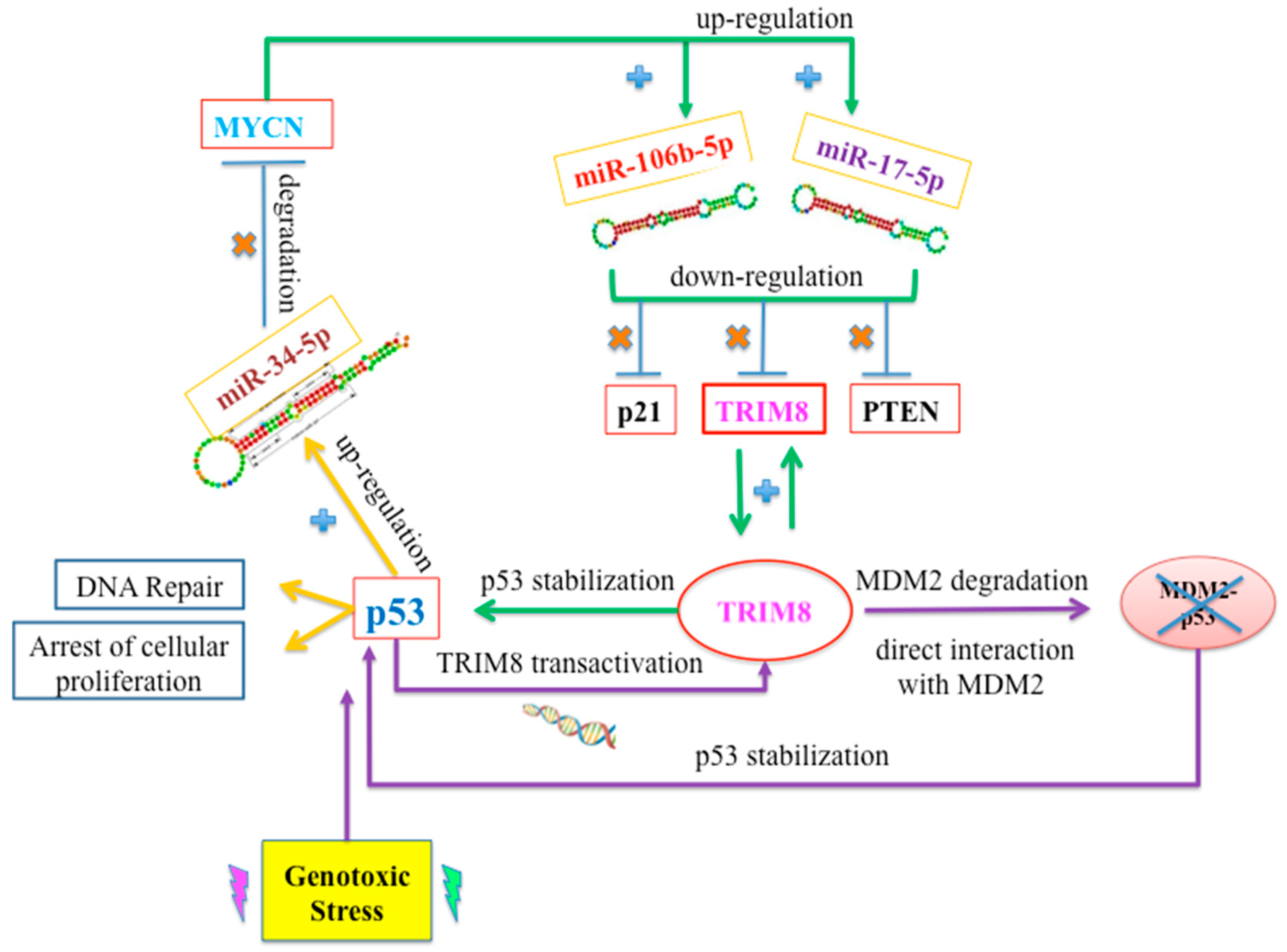 Cancers 14 05733 g002