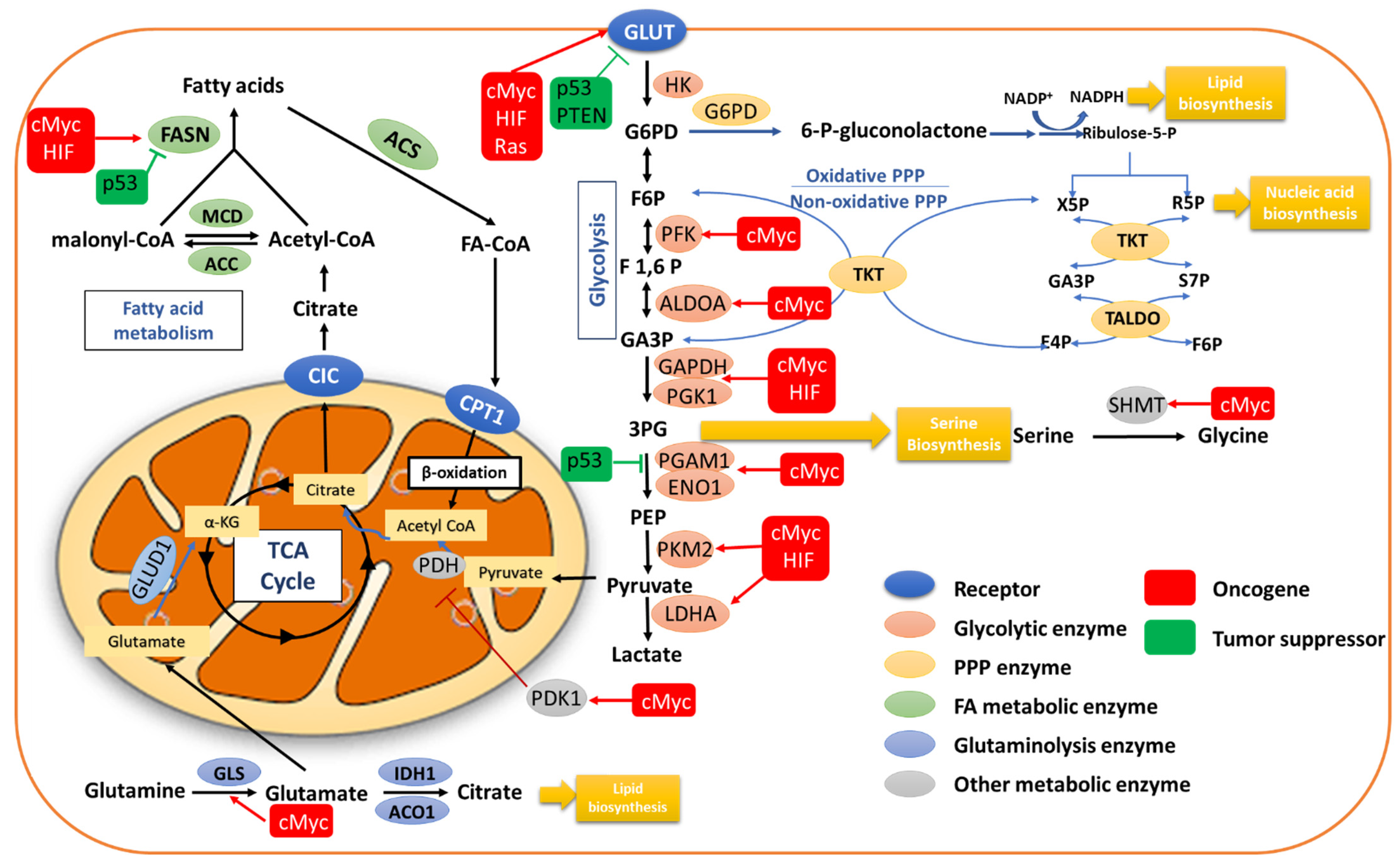 Cancers Free Full-Text An Update on the Metabolic Landscape of Oncogenic Viruses