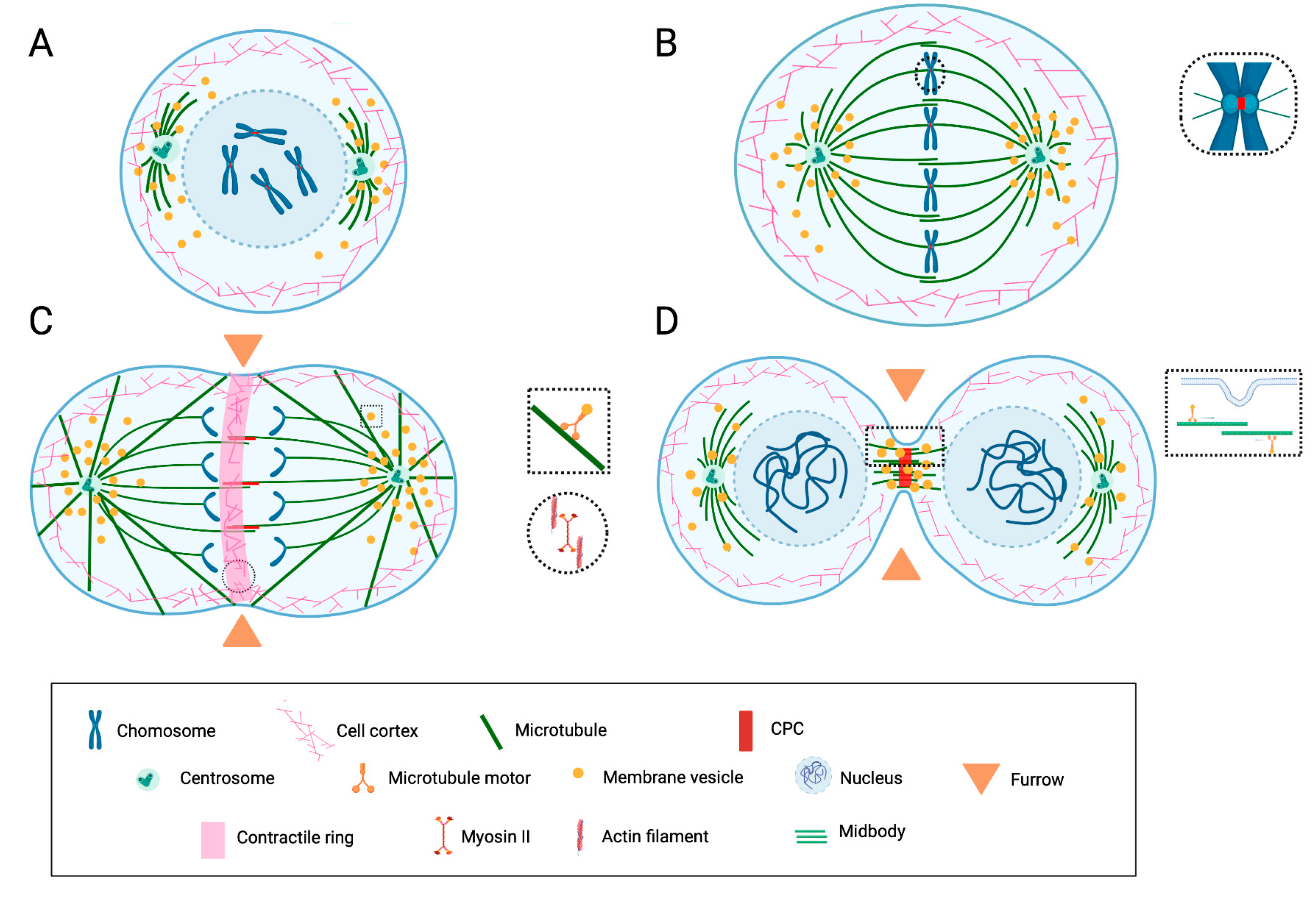 Cancers 14 05755 g001 Cancers 14 05755 g001
