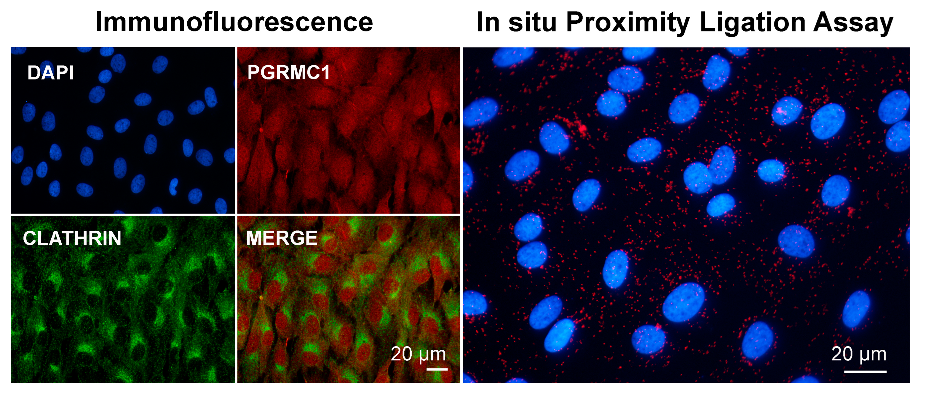 Cancers 14 05755 g003 Cancers 14 05755 g003