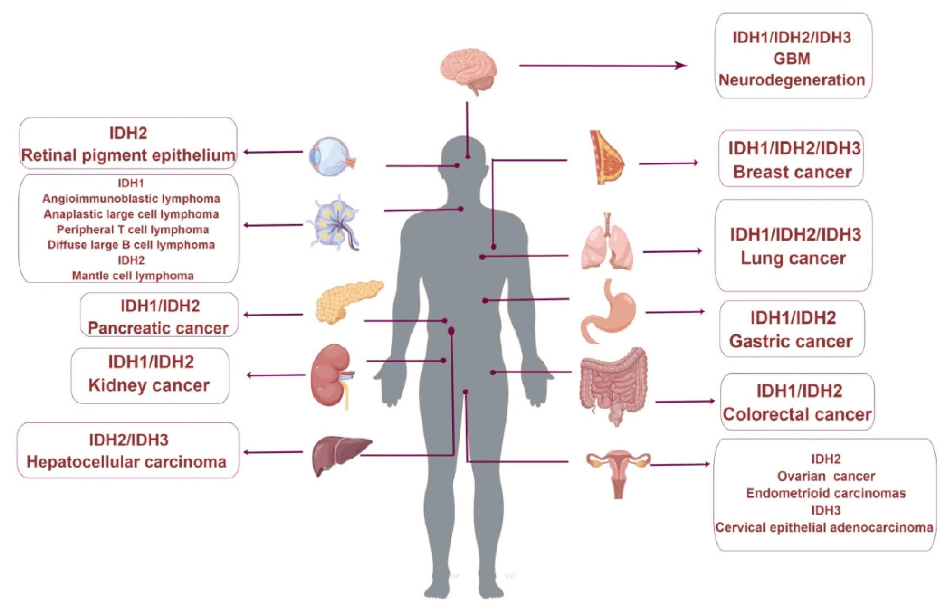 Cancers 14 05779 g003